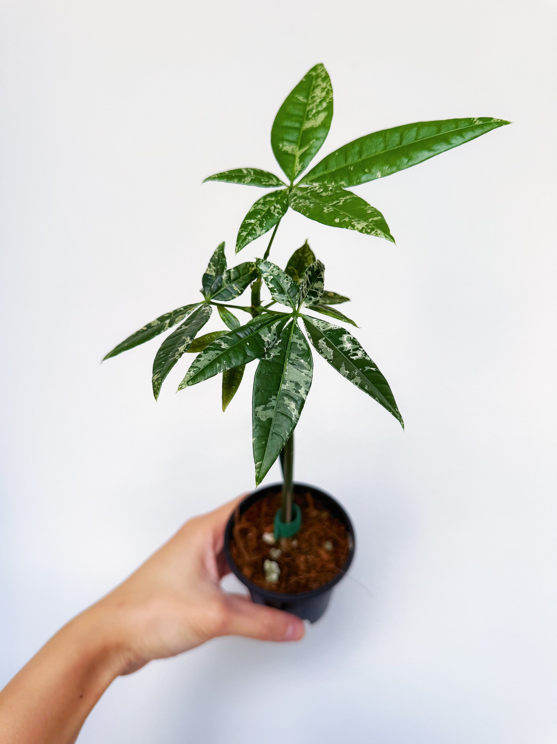 Variegated Money Tree (Non-Grafted) 3”
