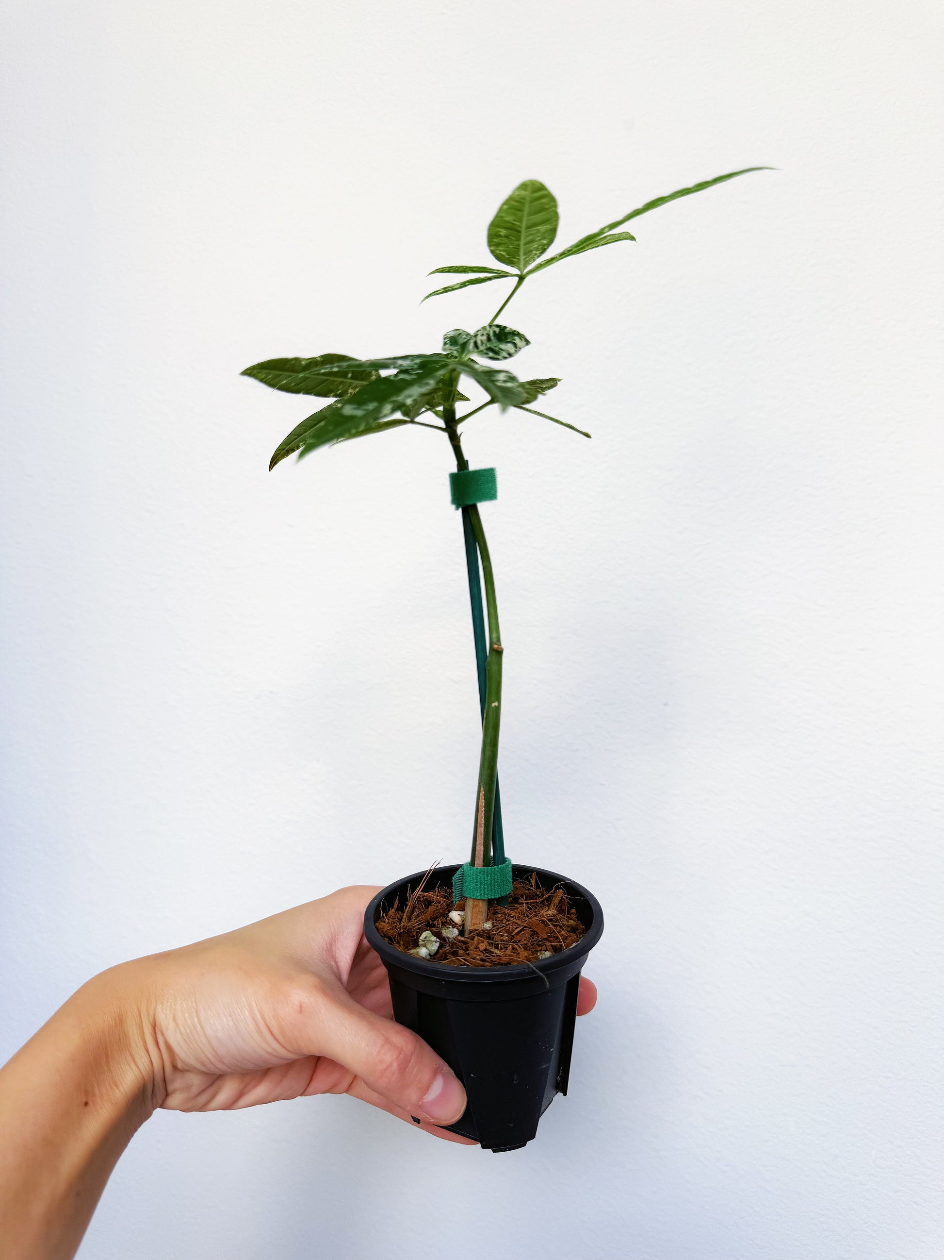 Variegated Money Tree (Non-Grafted) 3” – Rare Foliage Plant Co