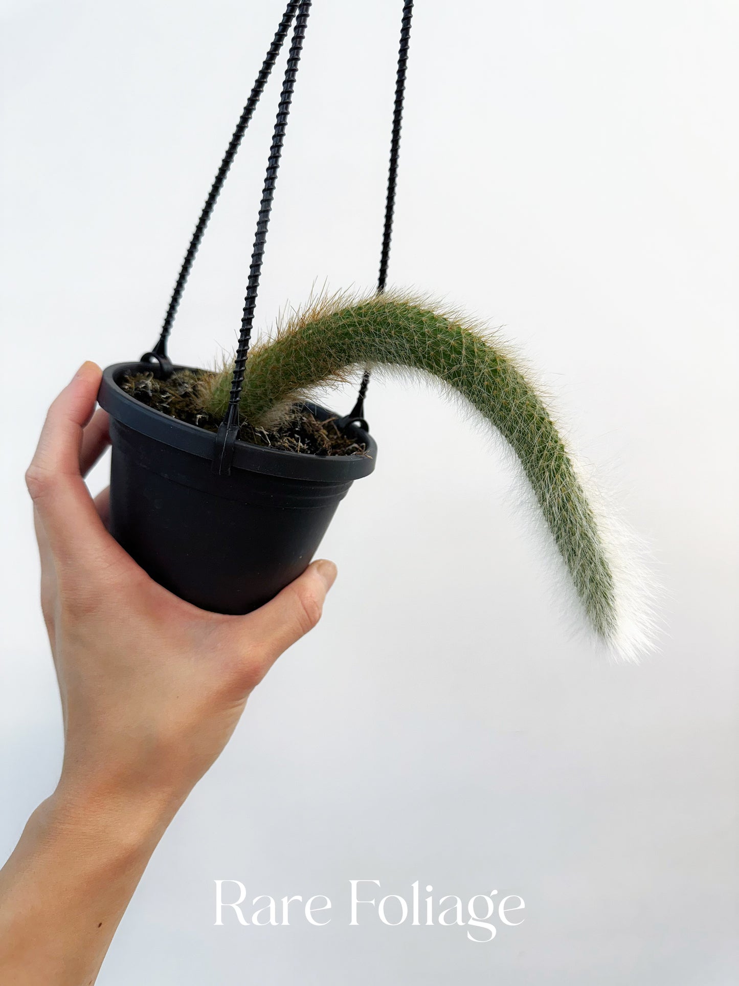 Monkey Tail Cactus 4” Hanging Basket