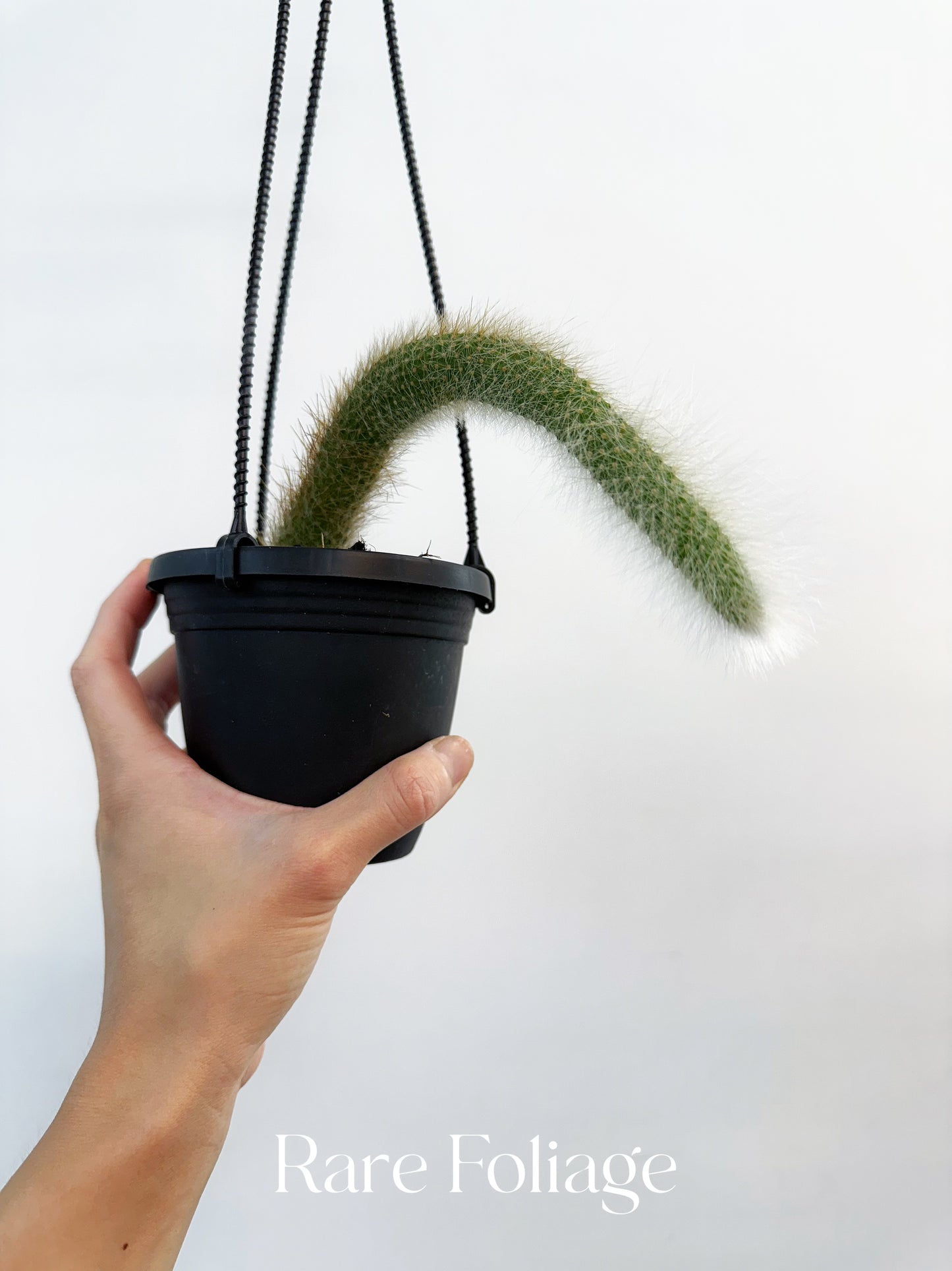 Monkey Tail Cactus 4” Hanging Basket