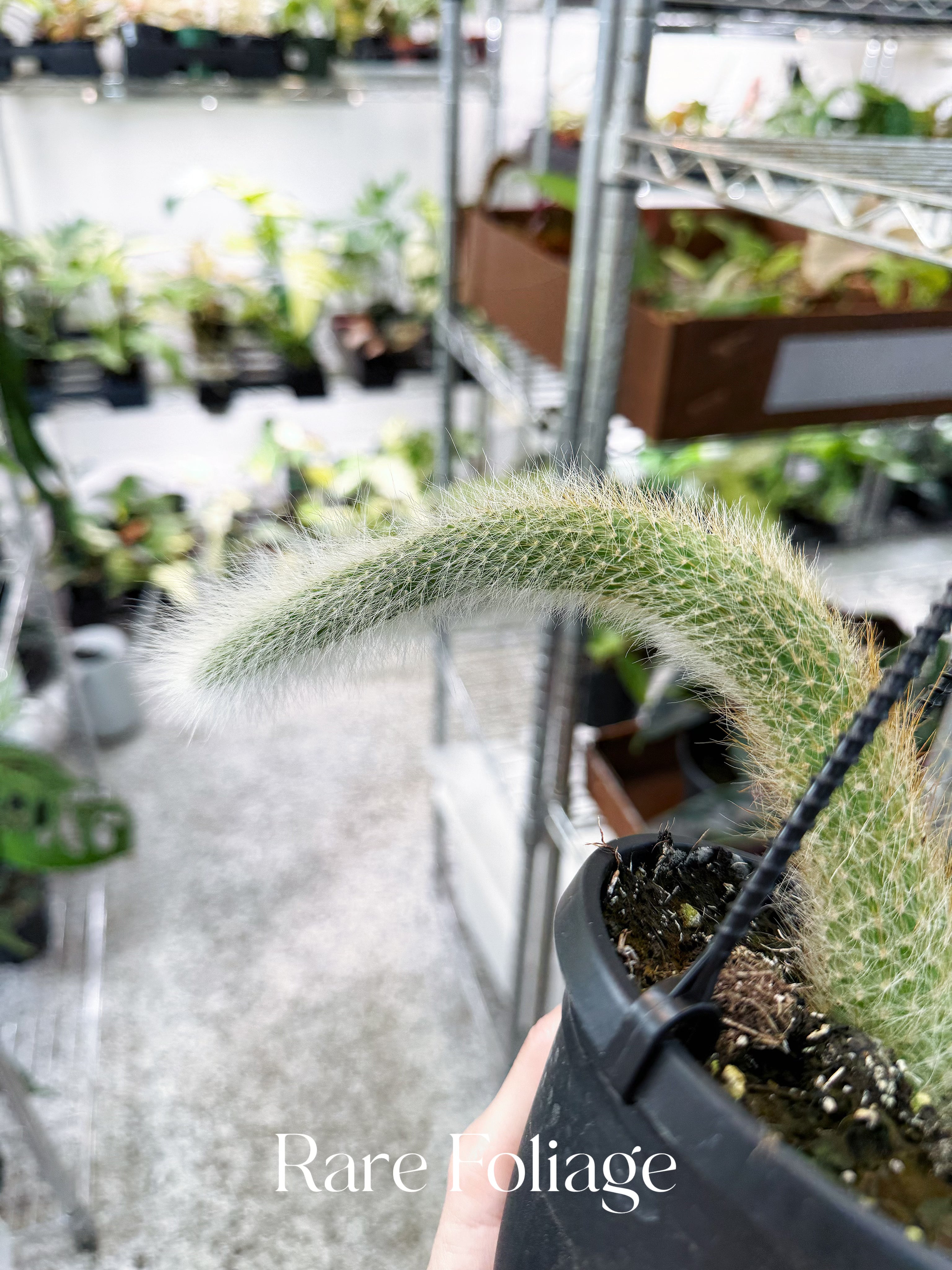 Monkey Tail Cactus - Thumbnail 4