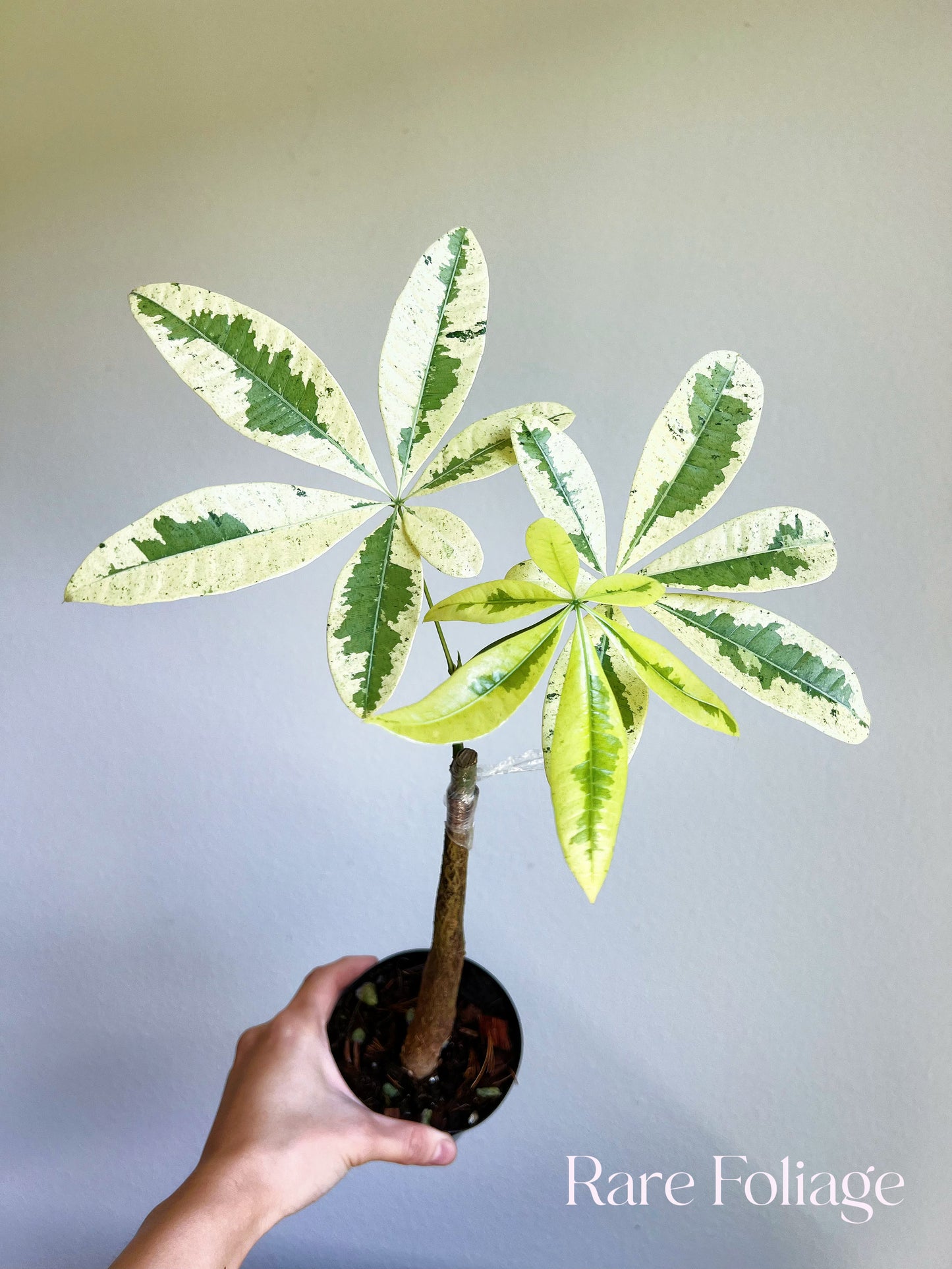 Money Tree Variegated 4" (Grafted)