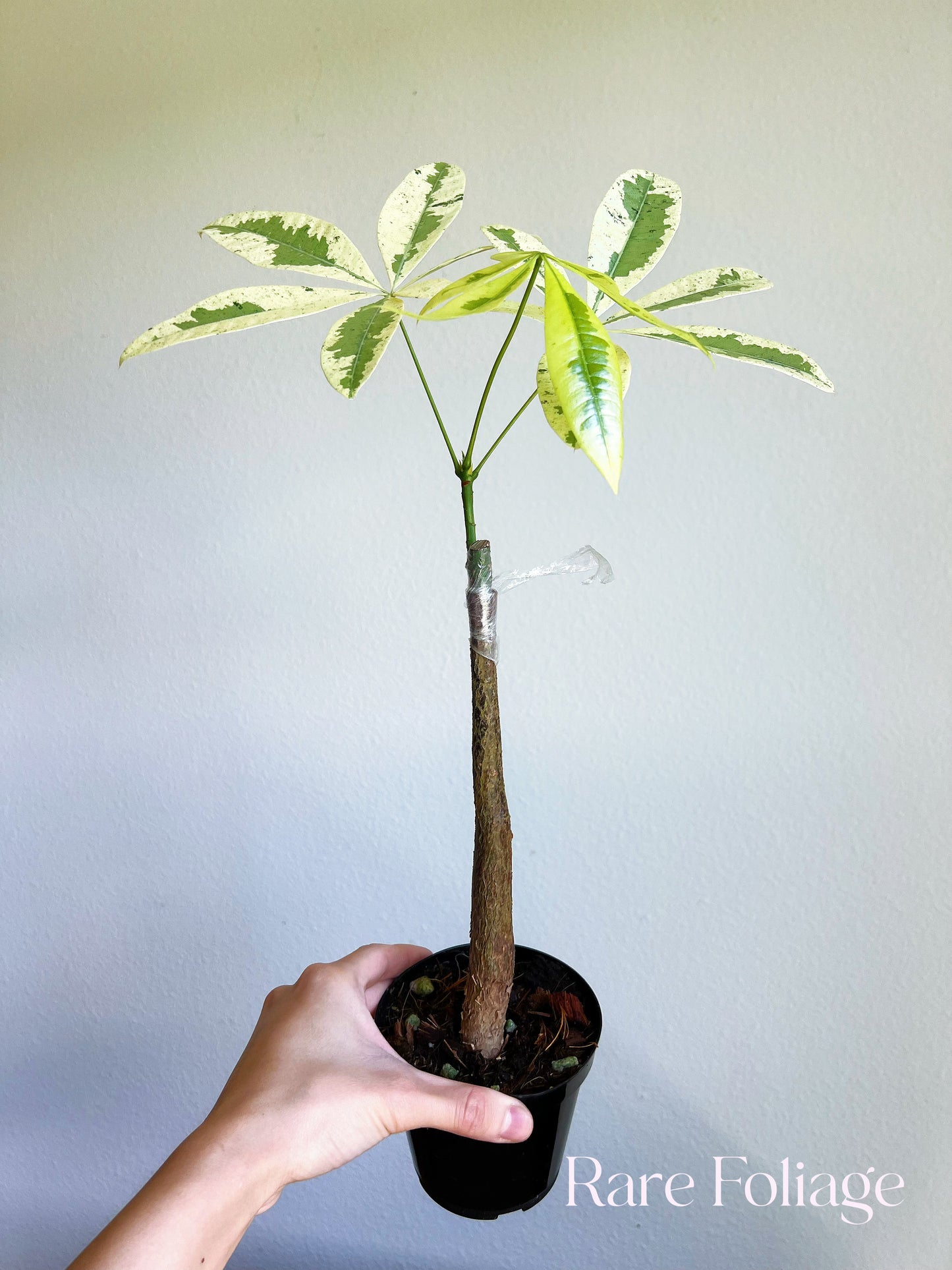 Money Tree Variegated 4" (Grafted)