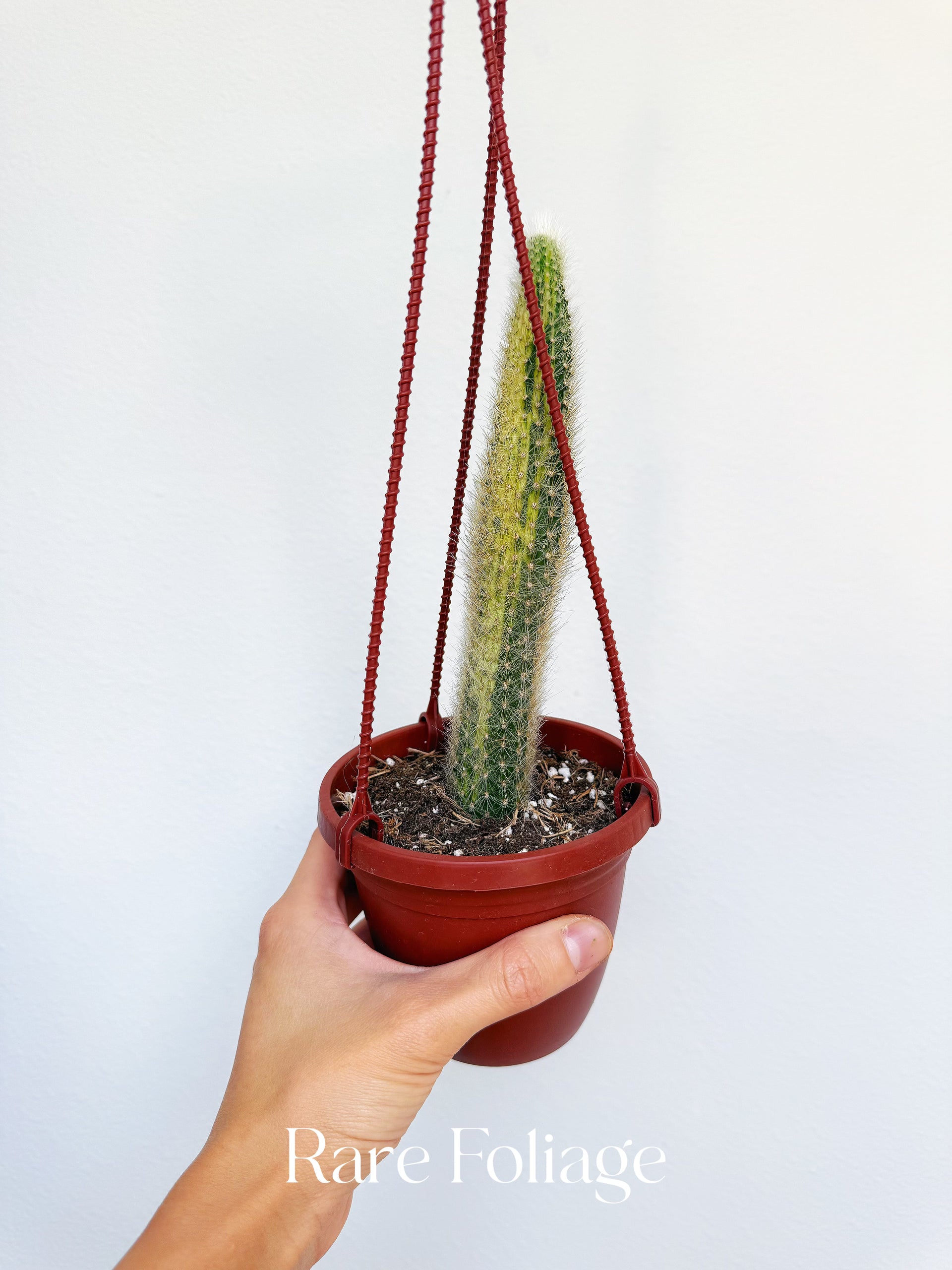 Monkey Tail Cactus Variegated 4” Hanging Basket – Rare Foliage