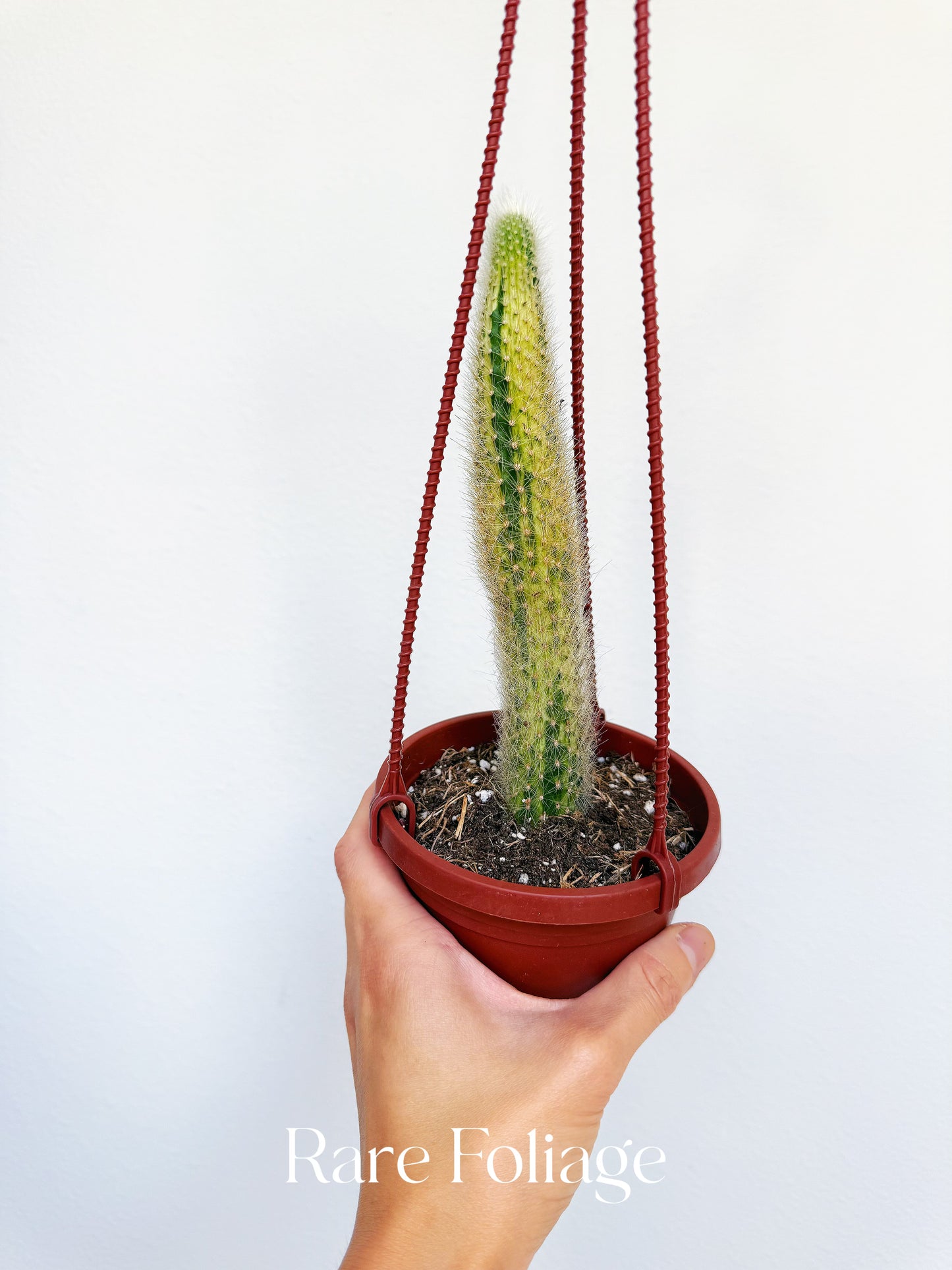 Monkey Tail Cactus Variegated 4” Hanging Basket