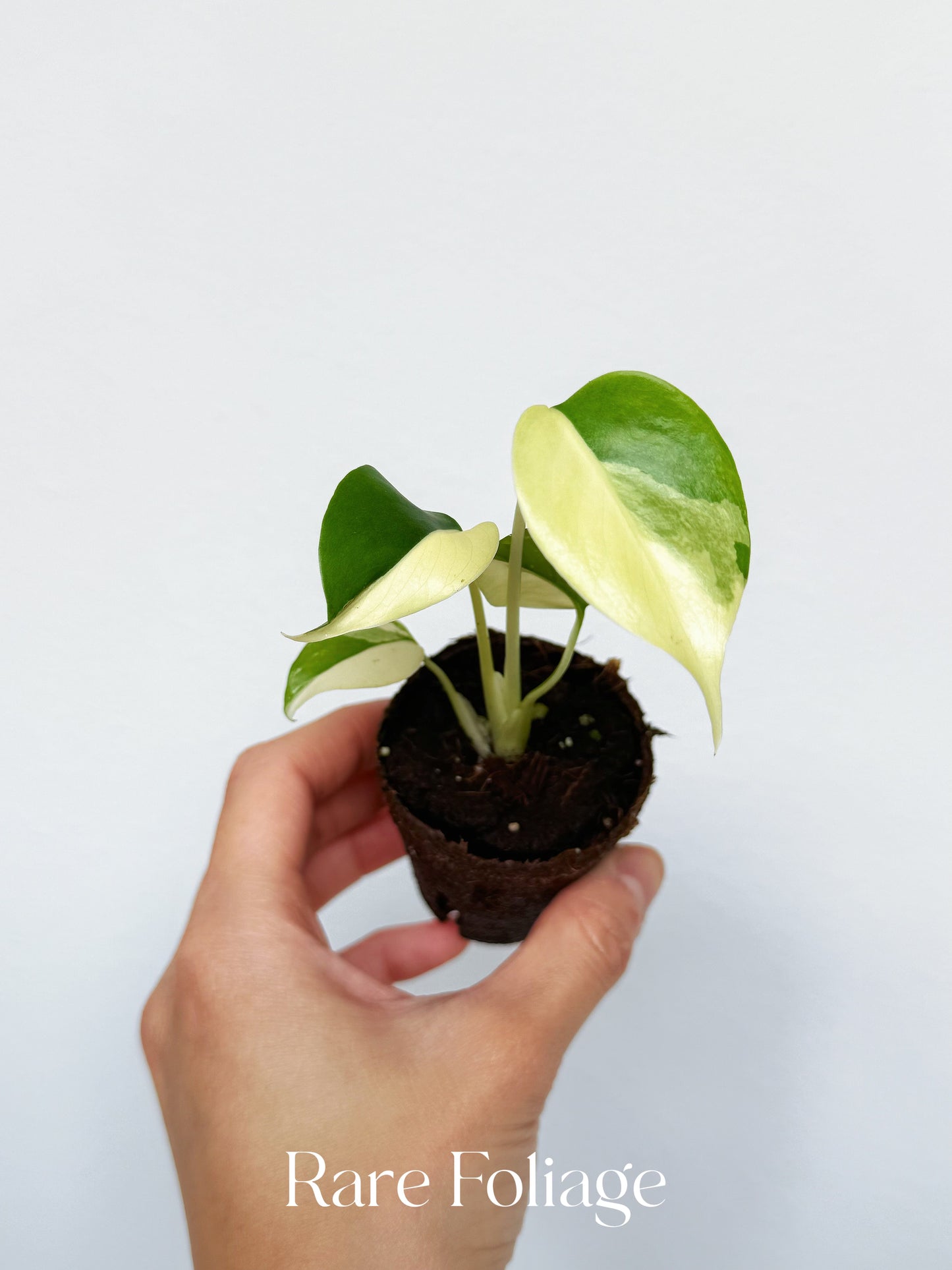 Monstera Lemon Pom Pom 2”