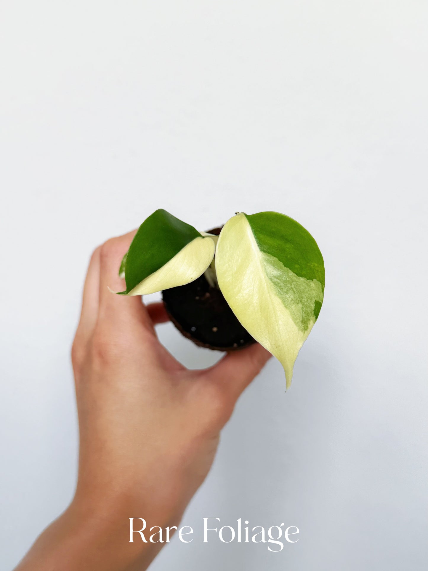 Monstera Lemon Pom Pom 2”