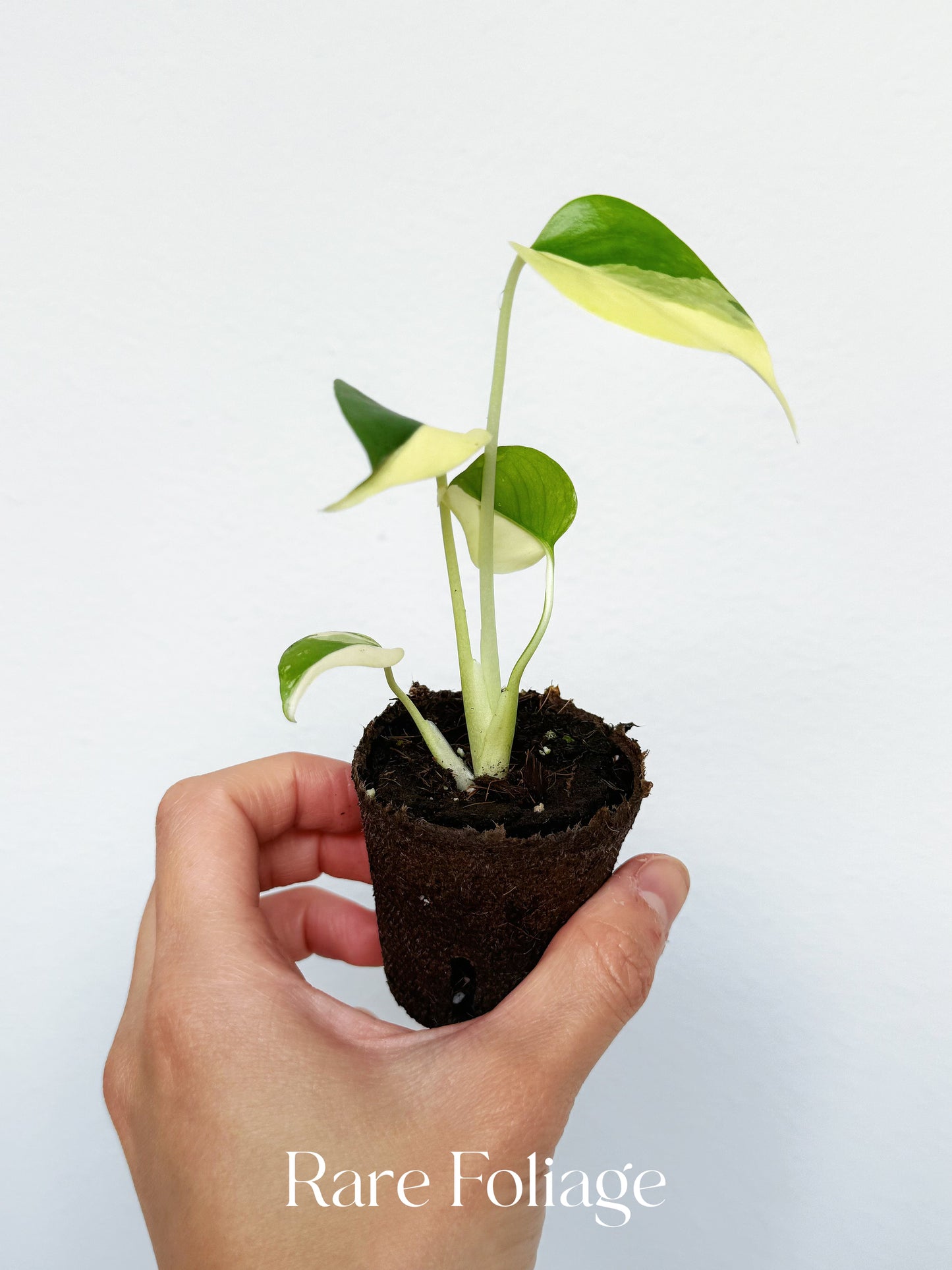 Monstera Lemon Pom Pom 2”