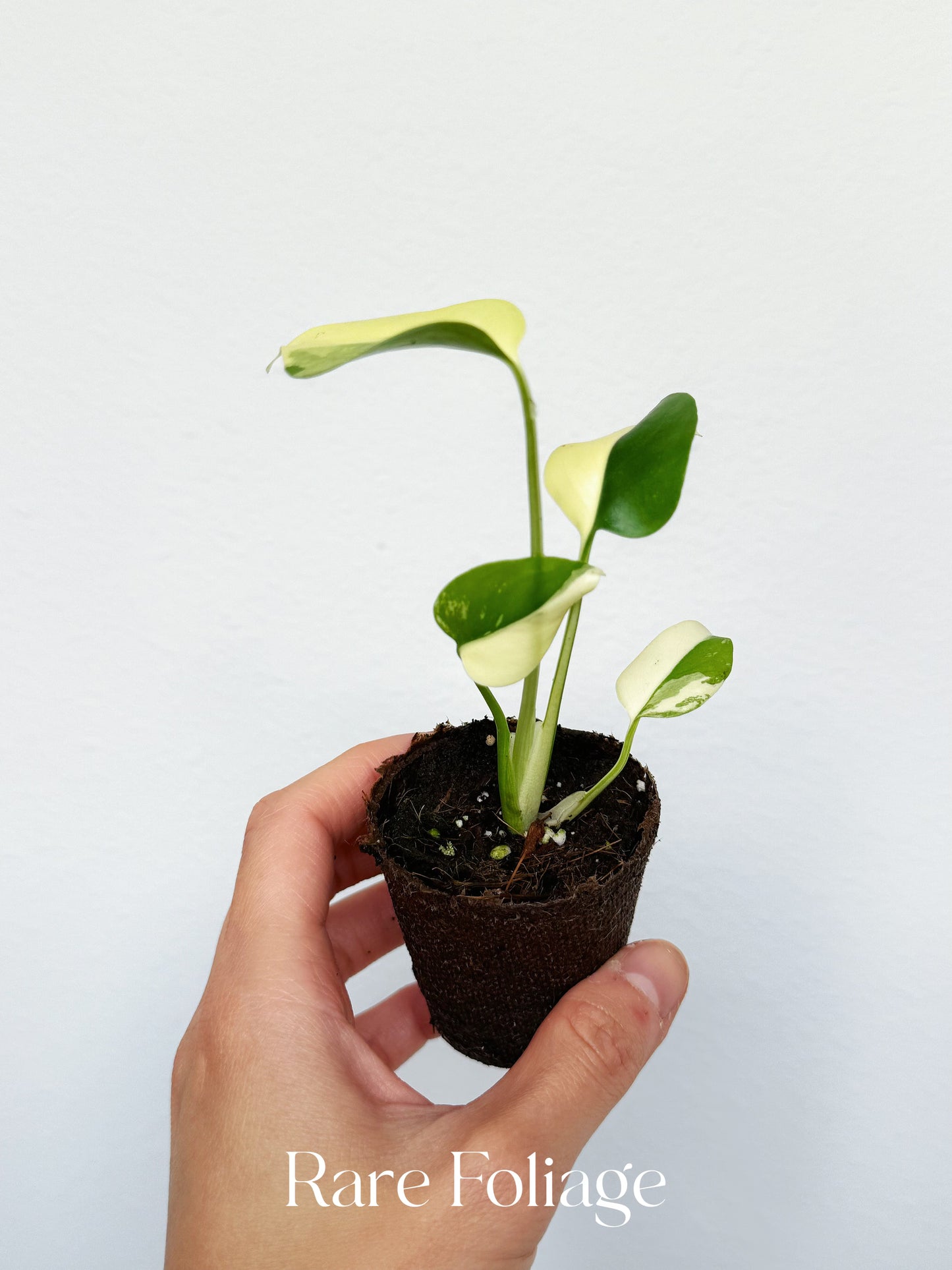 Monstera Lemon Pom Pom 2”