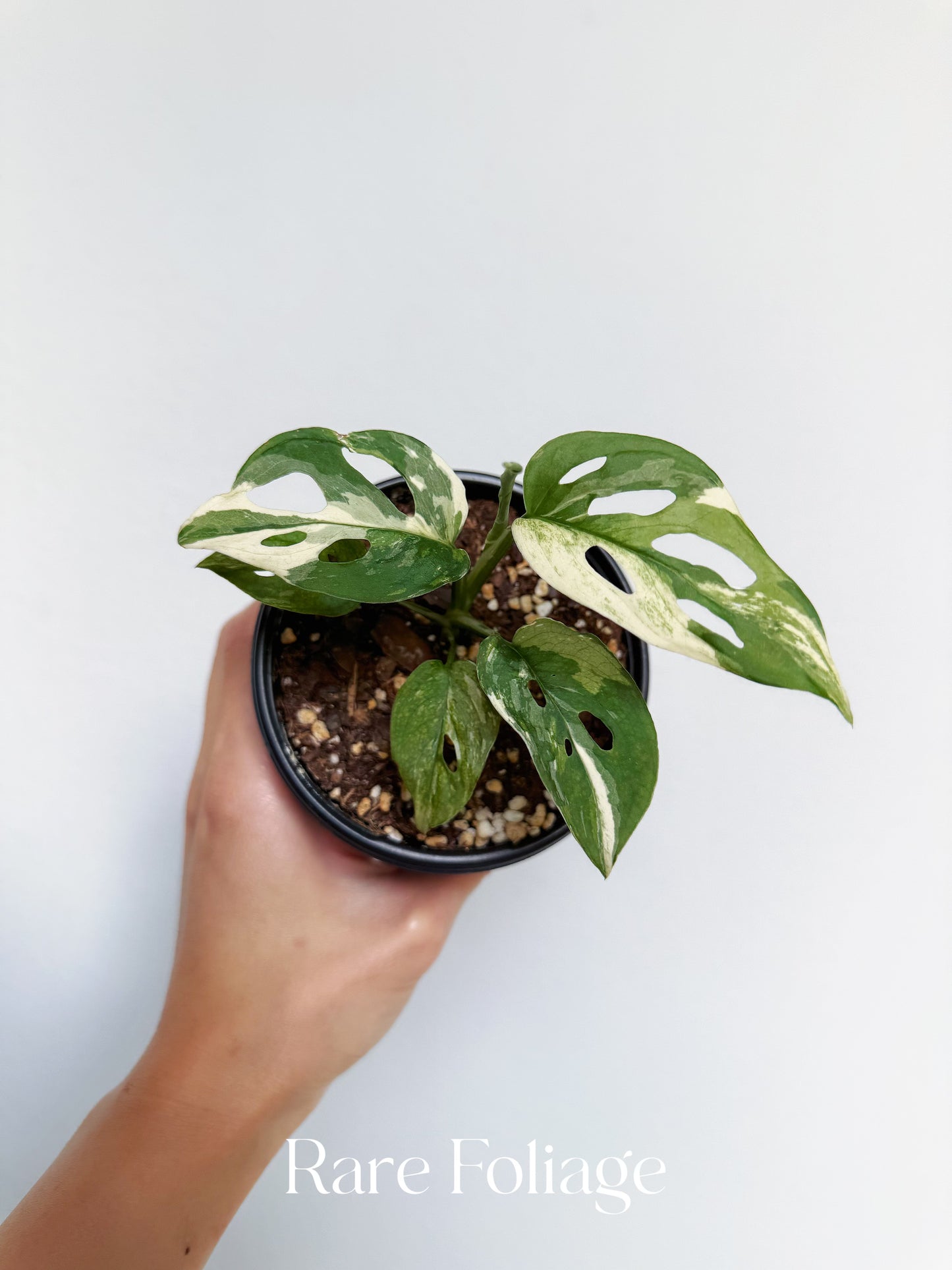 Monstera Acuminata Albo Variegated 4”