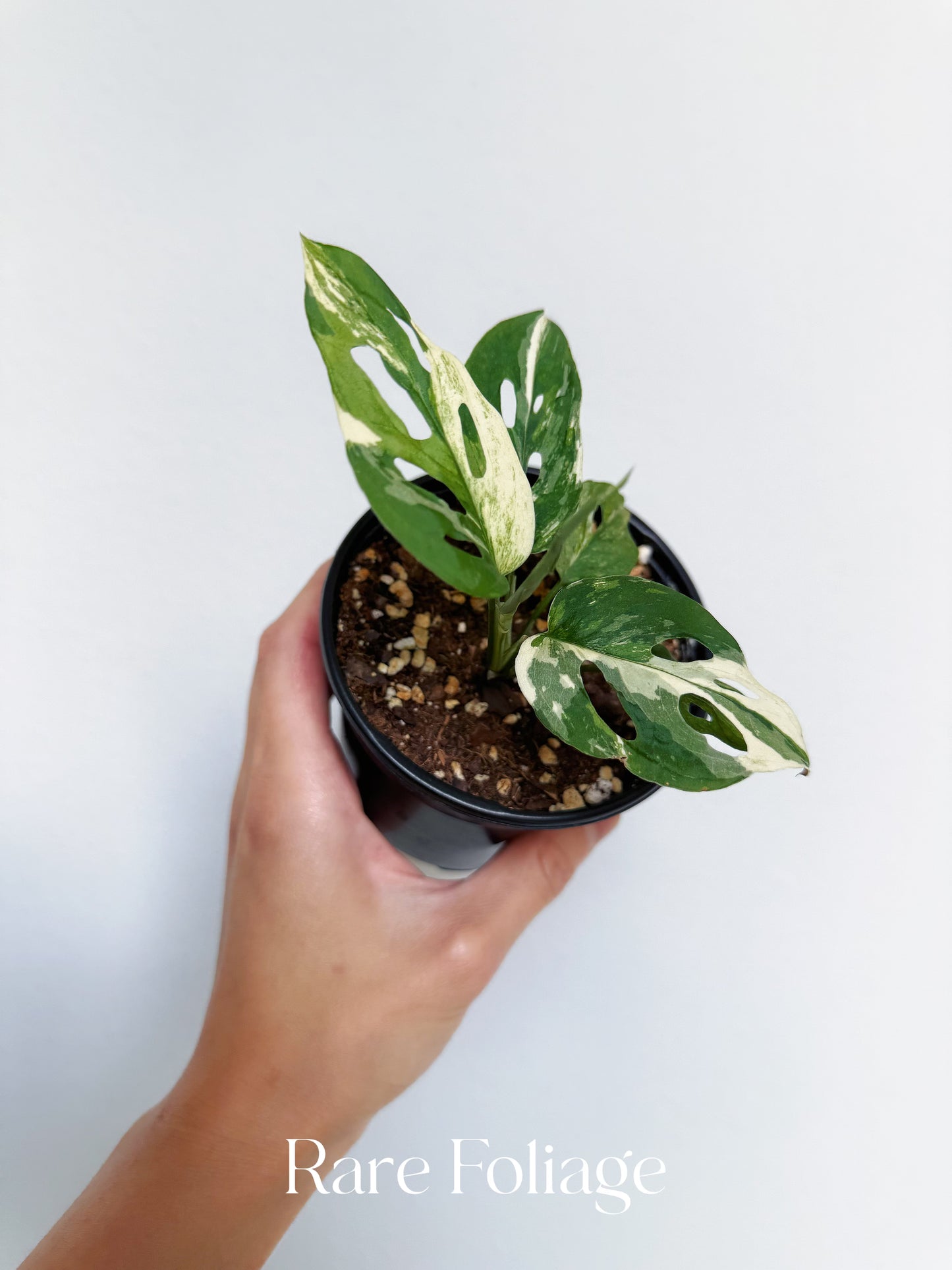 Monstera Acuminata Albo Variegated 4”