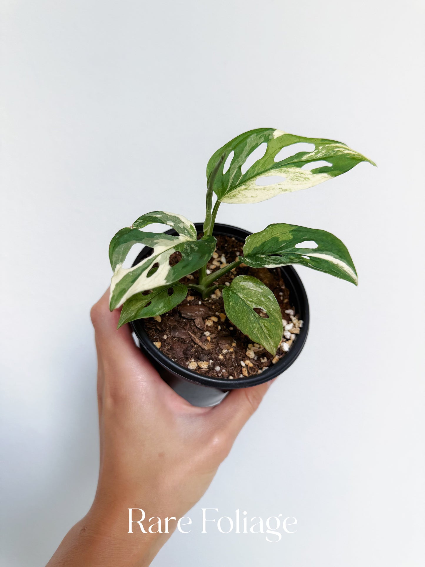 Monstera Acuminata Albo Variegated 4”