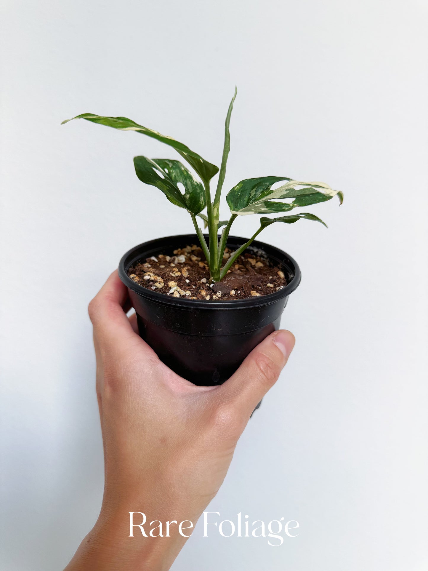 Monstera Acuminata Albo Variegated 4”