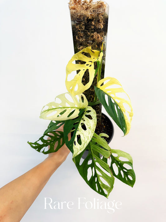 Monstera Acuminata Albo Variegated 6"