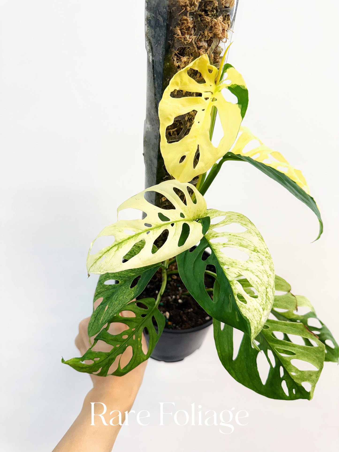 Monstera Acuminata Albo Variegated 6"