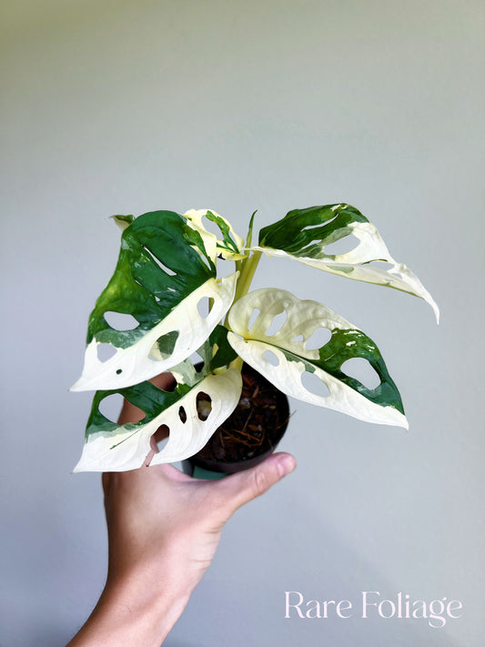 Monstera Adansonii Albo 3"