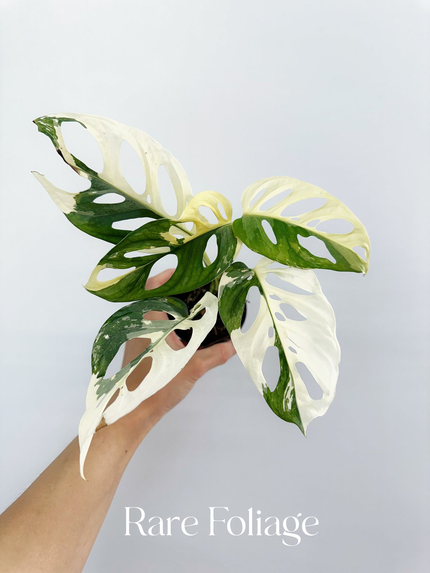 albo variegata monstera adansonii Monstera Adansonii Albo 4” – Rare Foliage Plant Co