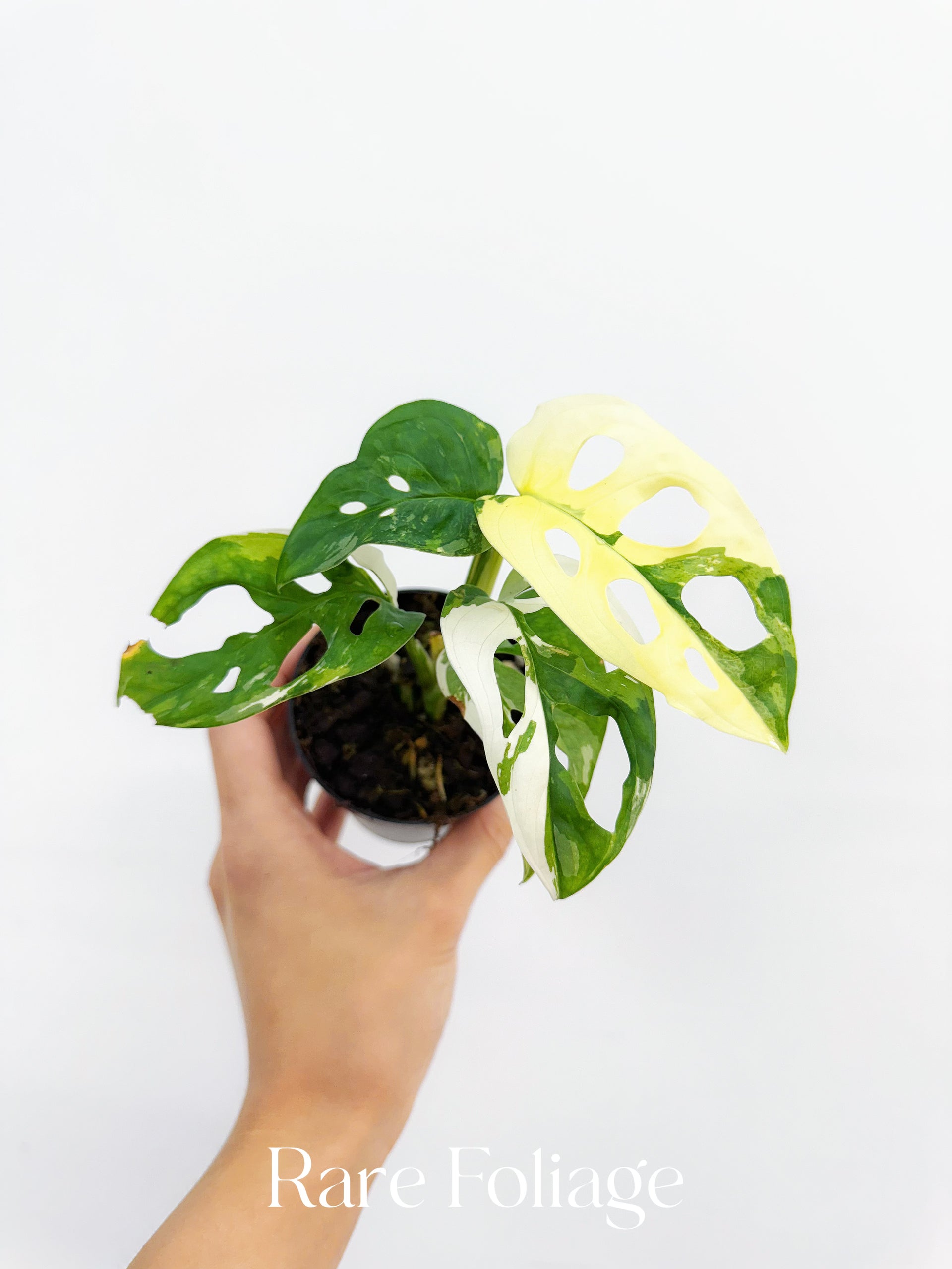 albo monstera adansonii Monstera Adansonii Albo Variegated 3” – Rare Foliage Plant Co