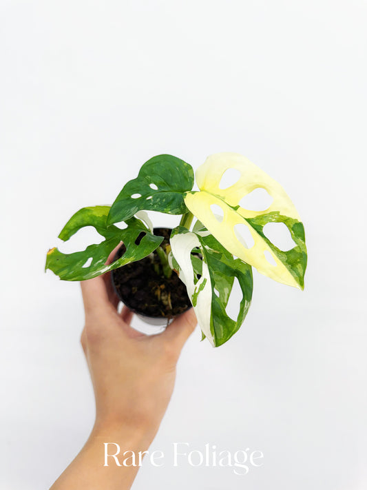 Monstera Adansonii Albo Variegated 3”