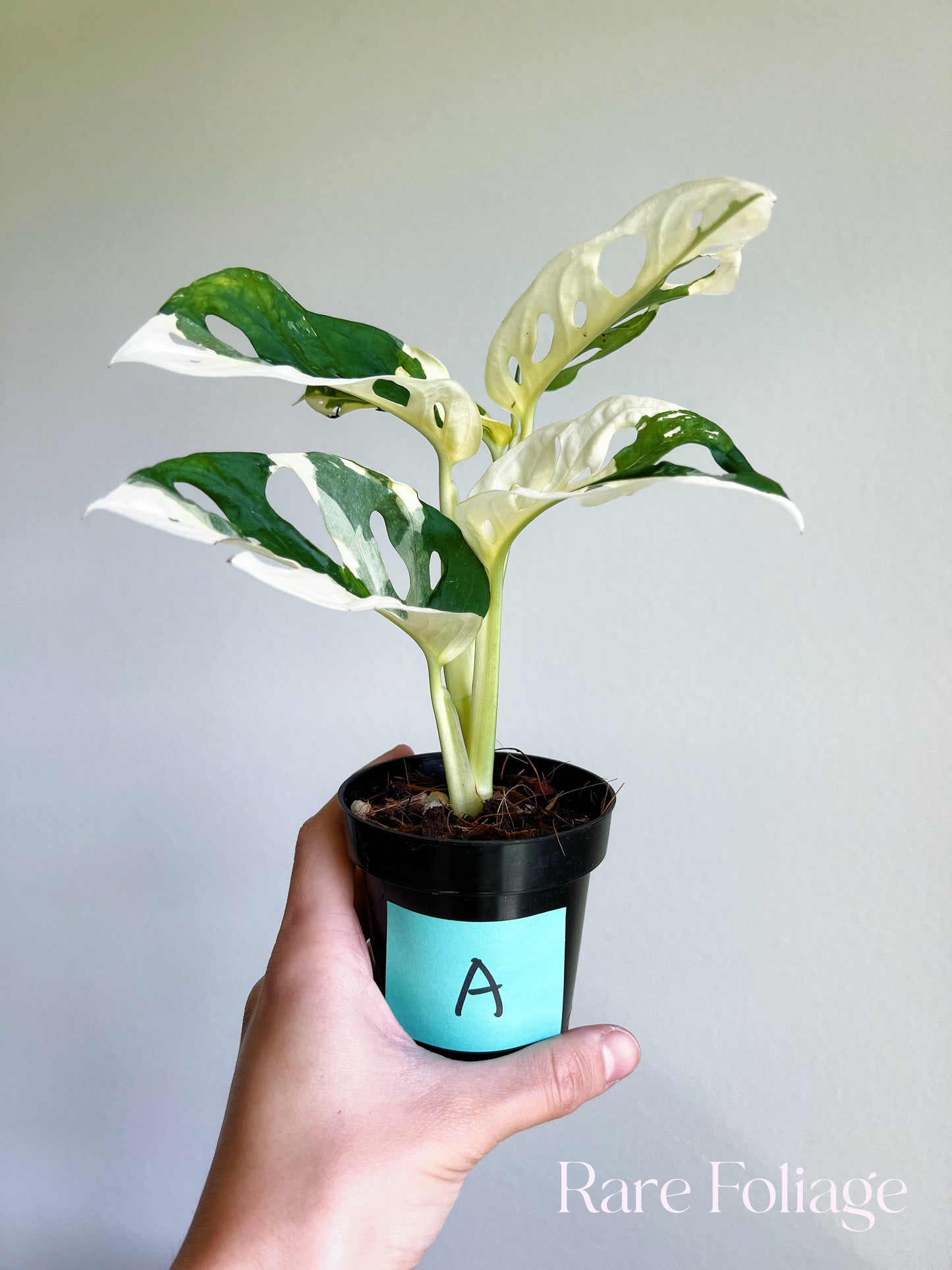 Monstera Adansonii Albo 3"