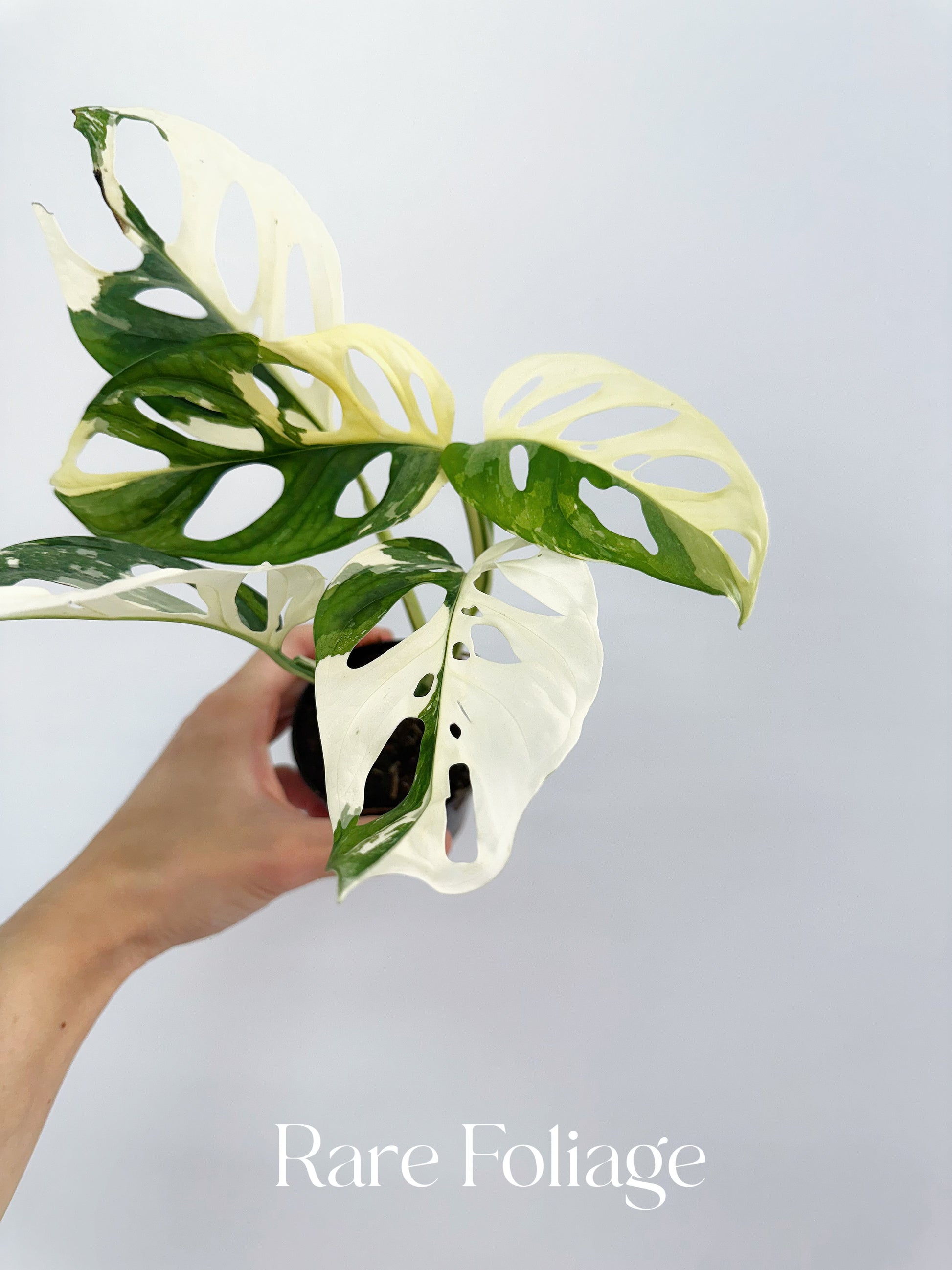 is monstera adansonii rare Monstera Adansonii Albo 4”