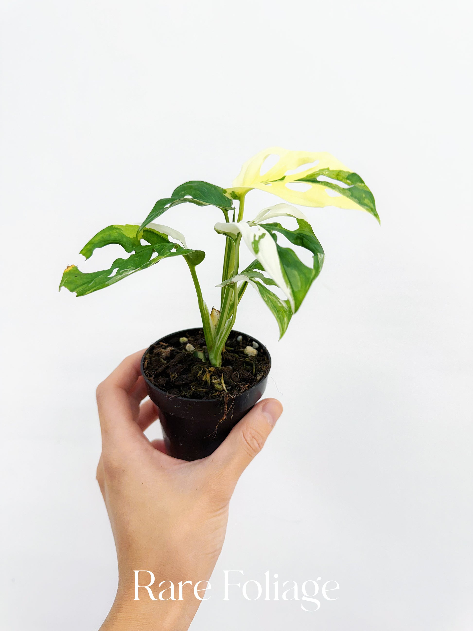 monstera adansonii variegata ebay Monstera Adansonii Albo Variegated 3” – Rare Foliage Plant Co