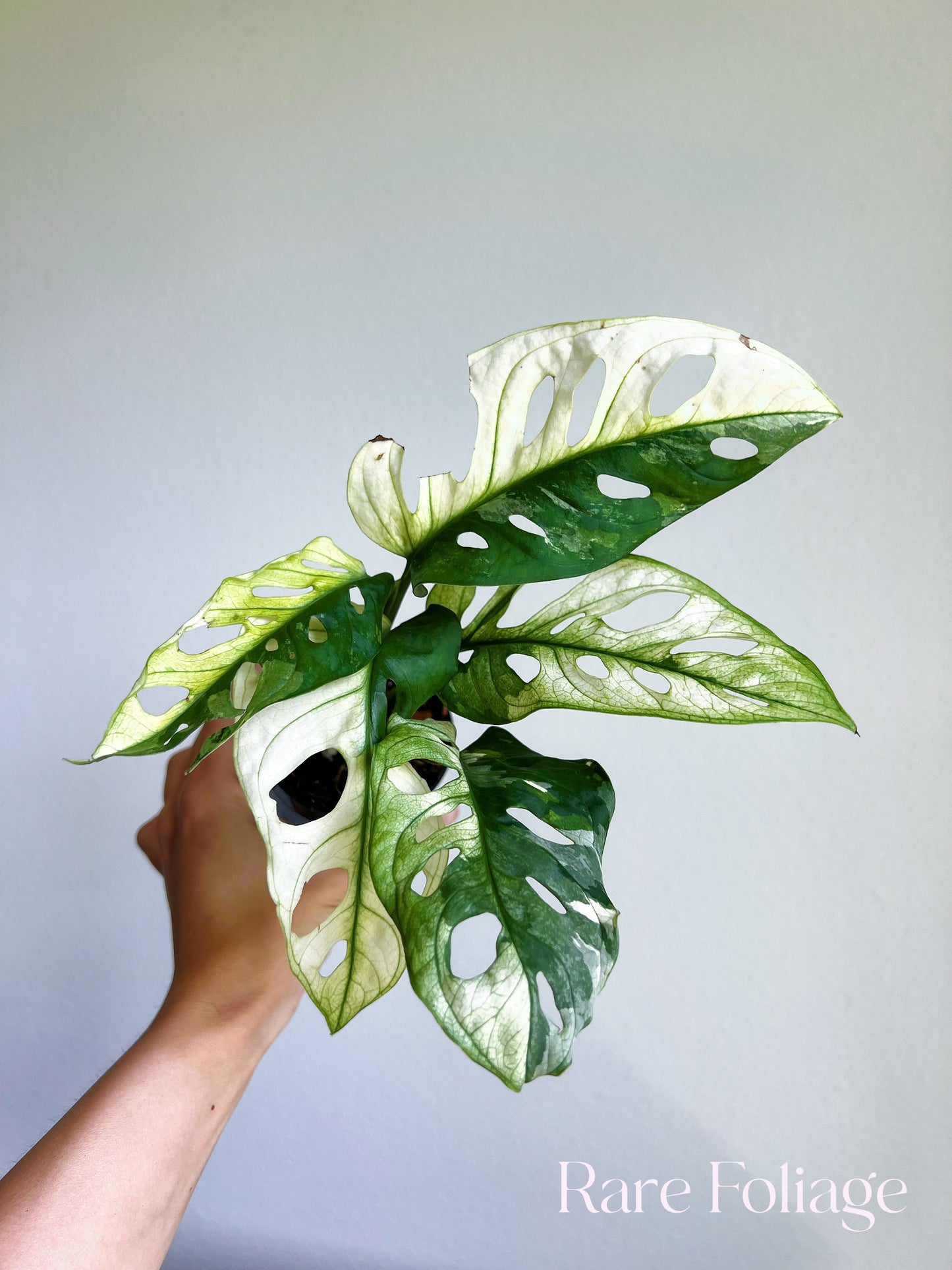 Monstera Adansonii Albo 3"