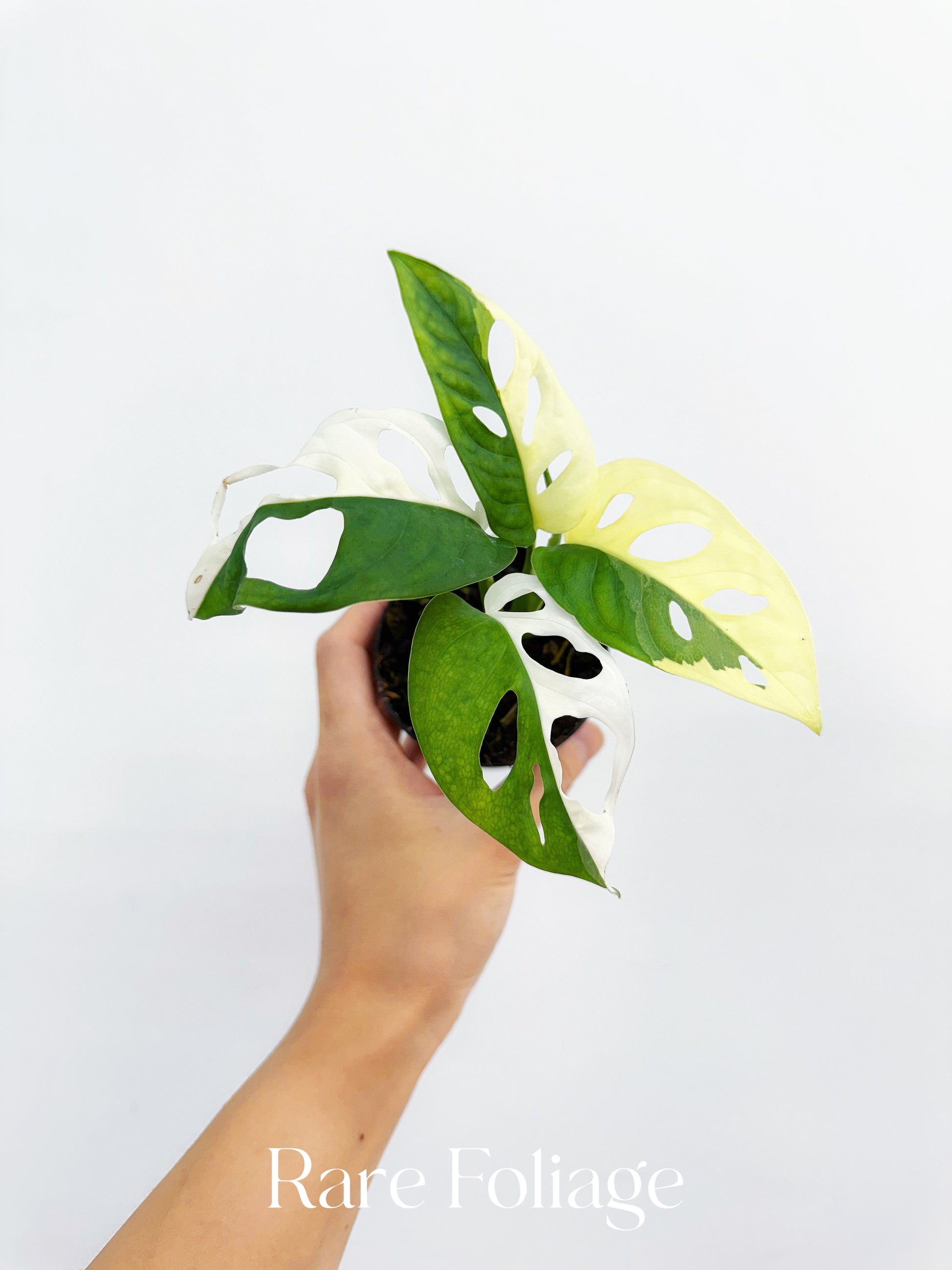 monstera adansonii variegated care Monstera Adansonii Albo Variegated 3”