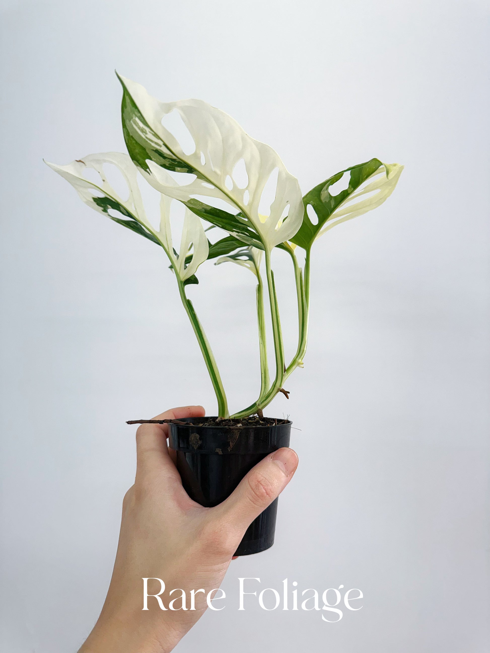 albo monstera adansonii Monstera Adansonii Albo 4” – Rare Foliage Plant Co