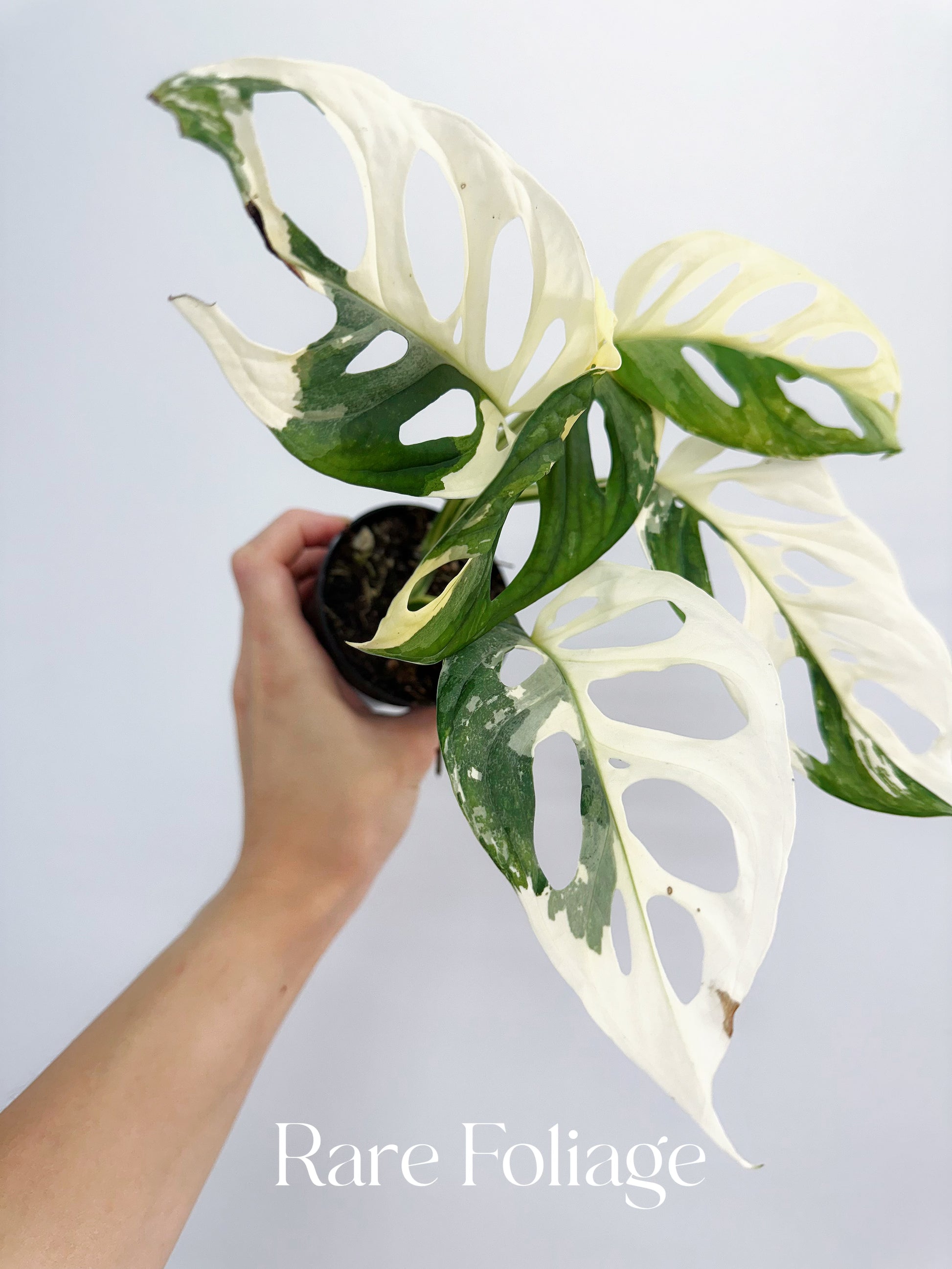 monstera variegated adansonii Monstera Adansonii Albo 4” – Rare Foliage Plant Co
