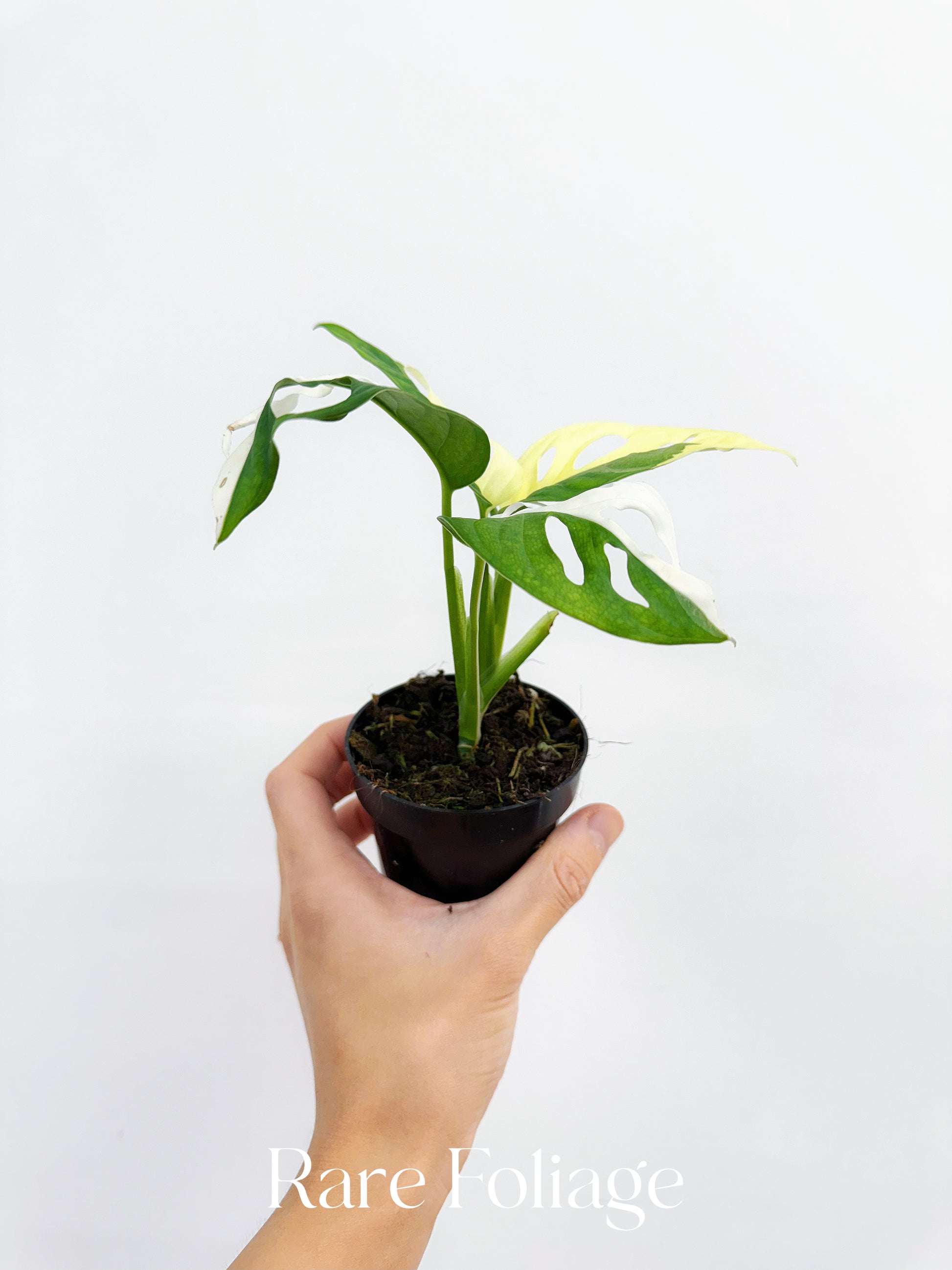 monstera adansonii albo for sale Monstera Adansonii Albo Variegated 3”