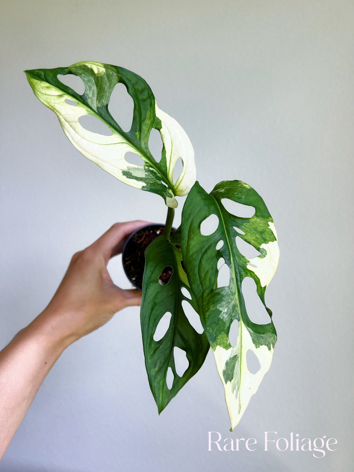 Monstera Adansonii Albo 3"