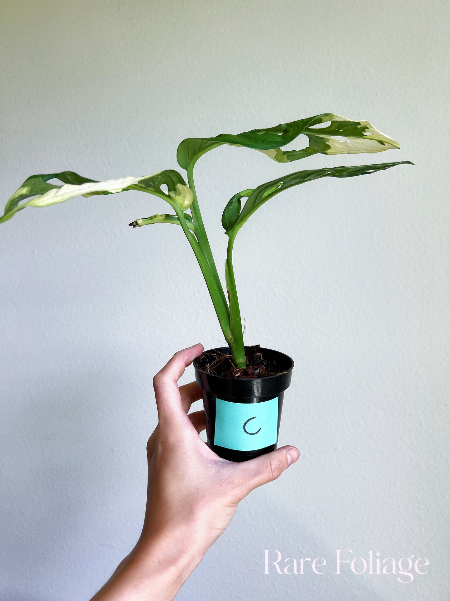 Monstera Adansonii Albo 3"