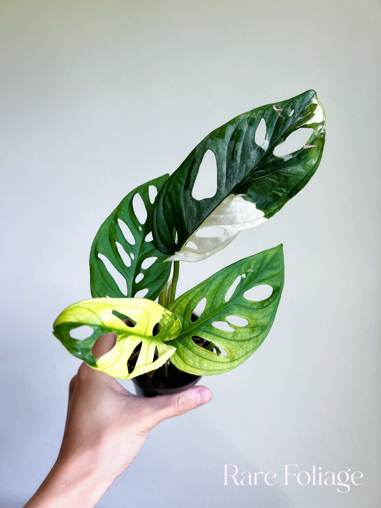 Monstera Adansonii Albo 3"