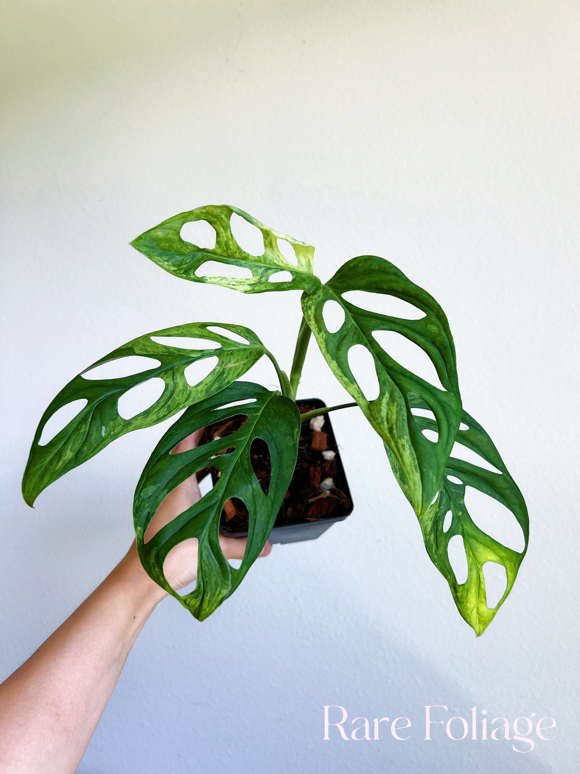 are monstera adansonii rare Monstera Adansonii Indo Mint Variegated 4"