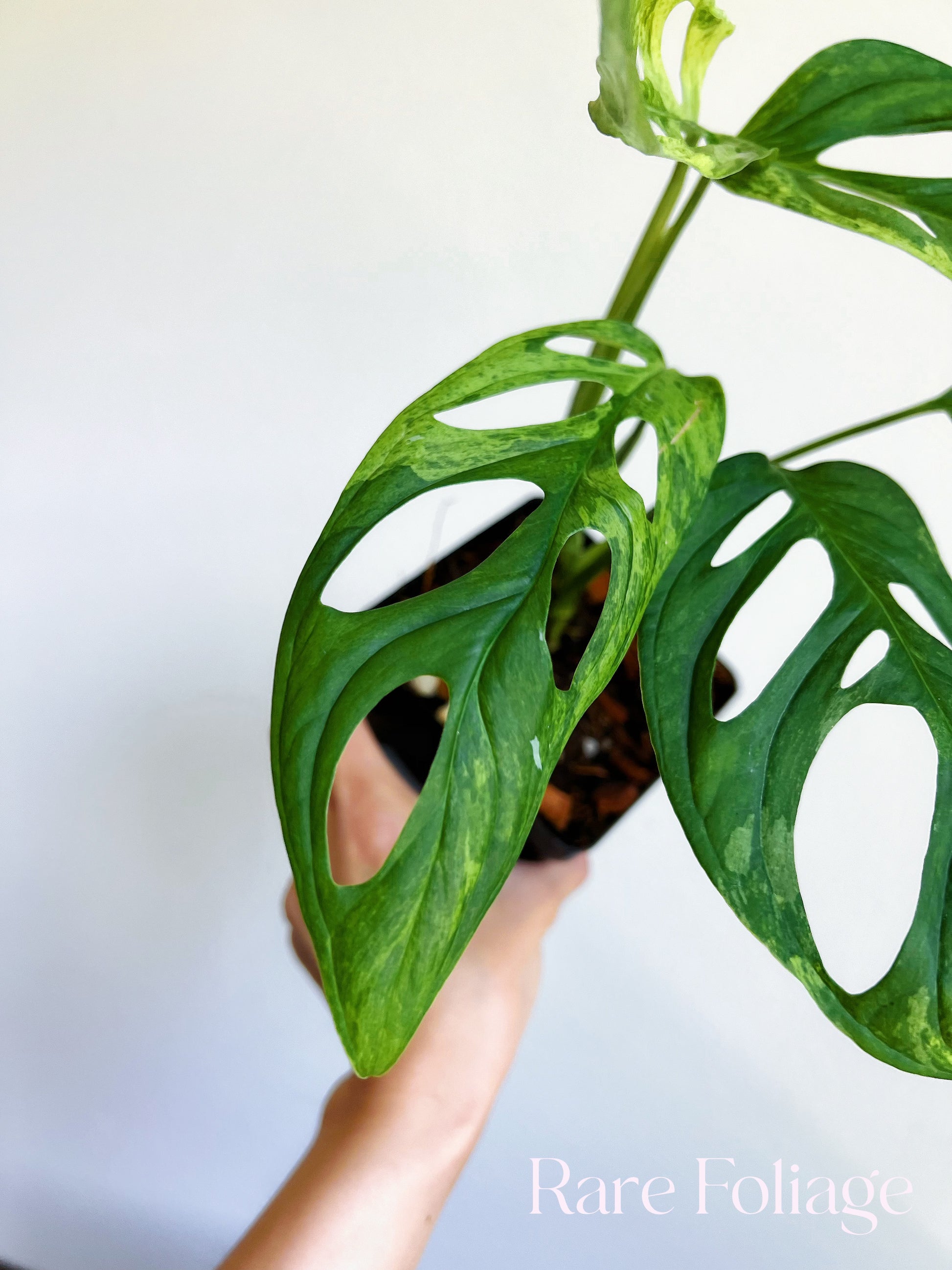 monstera adansonii mint Monstera Adansonii Indo Mint Variegated 4" – Rare Foliage Plant Co
