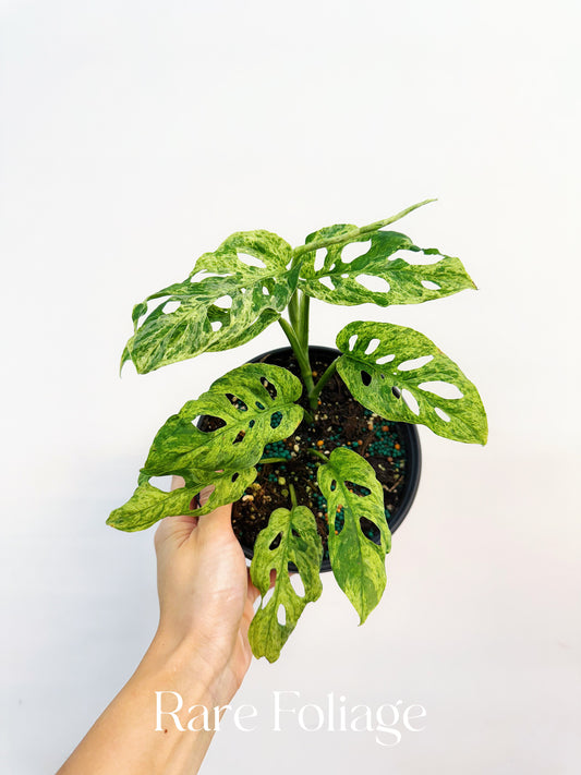 Monstera Adansonii Mottled Variegated 6”