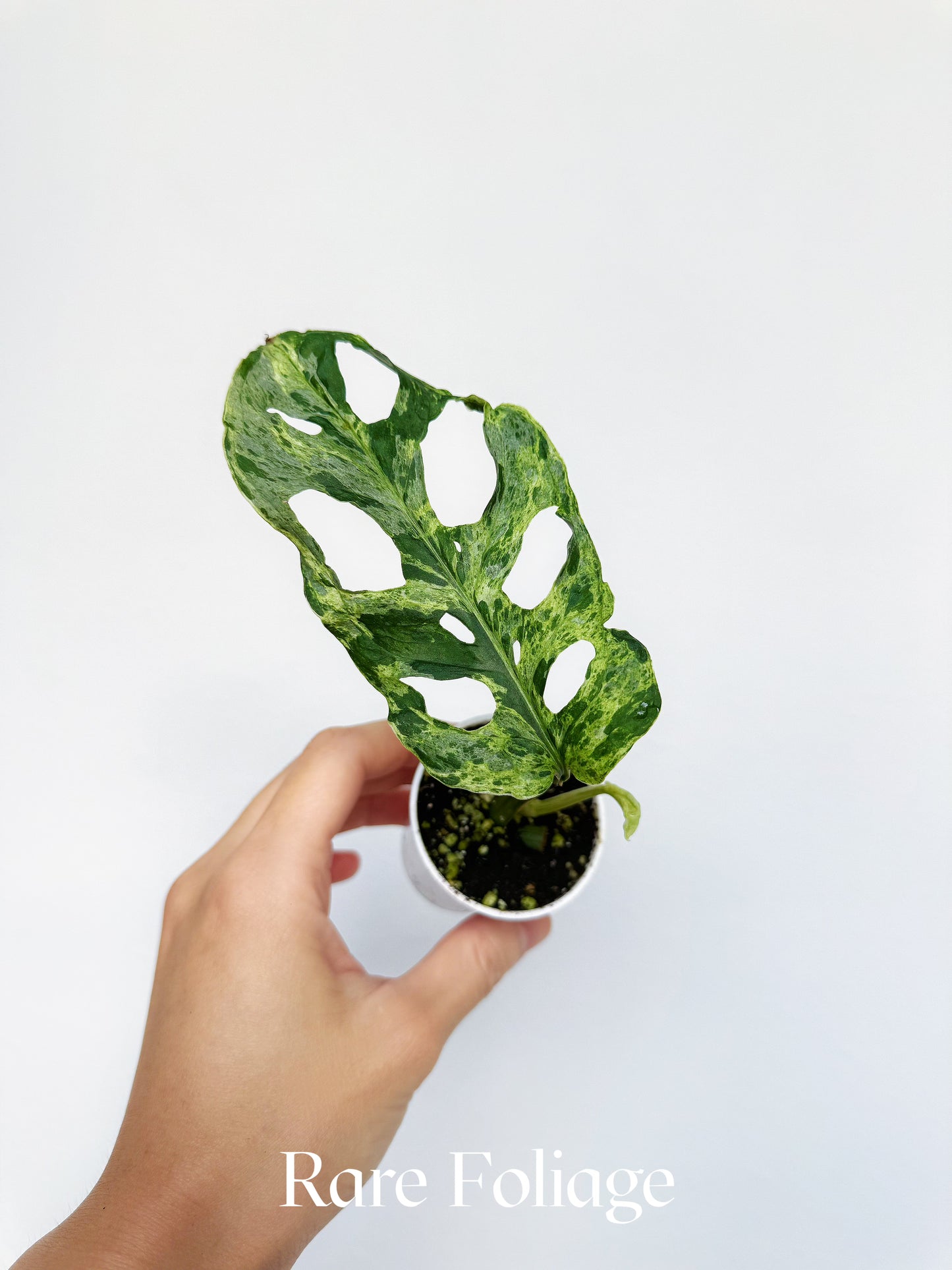 Monstera Adansonii Mottled Variegated 2"