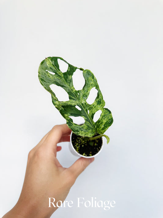 Monstera Adansonii Mottled Variegated 2"
