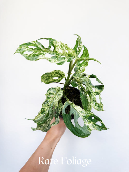 Monstera Adansonii Mottled Variegated 4”