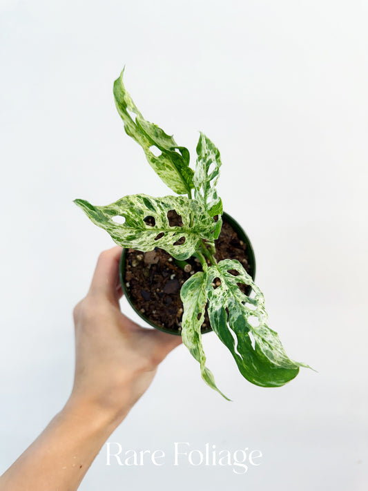 Monstera Adansonii Mottled Variegated 3”