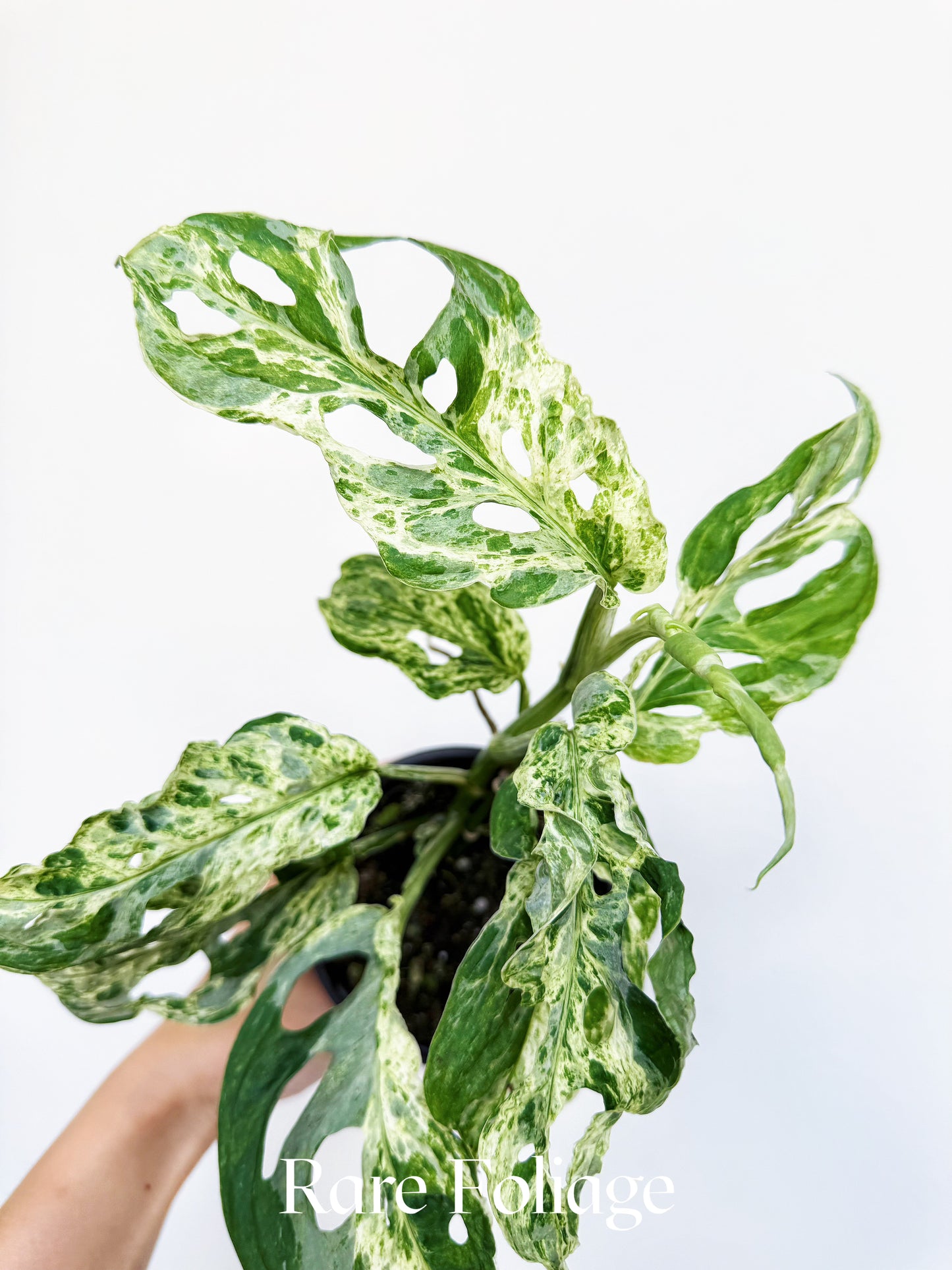 Monstera Adansonii Mottled Variegated 4”