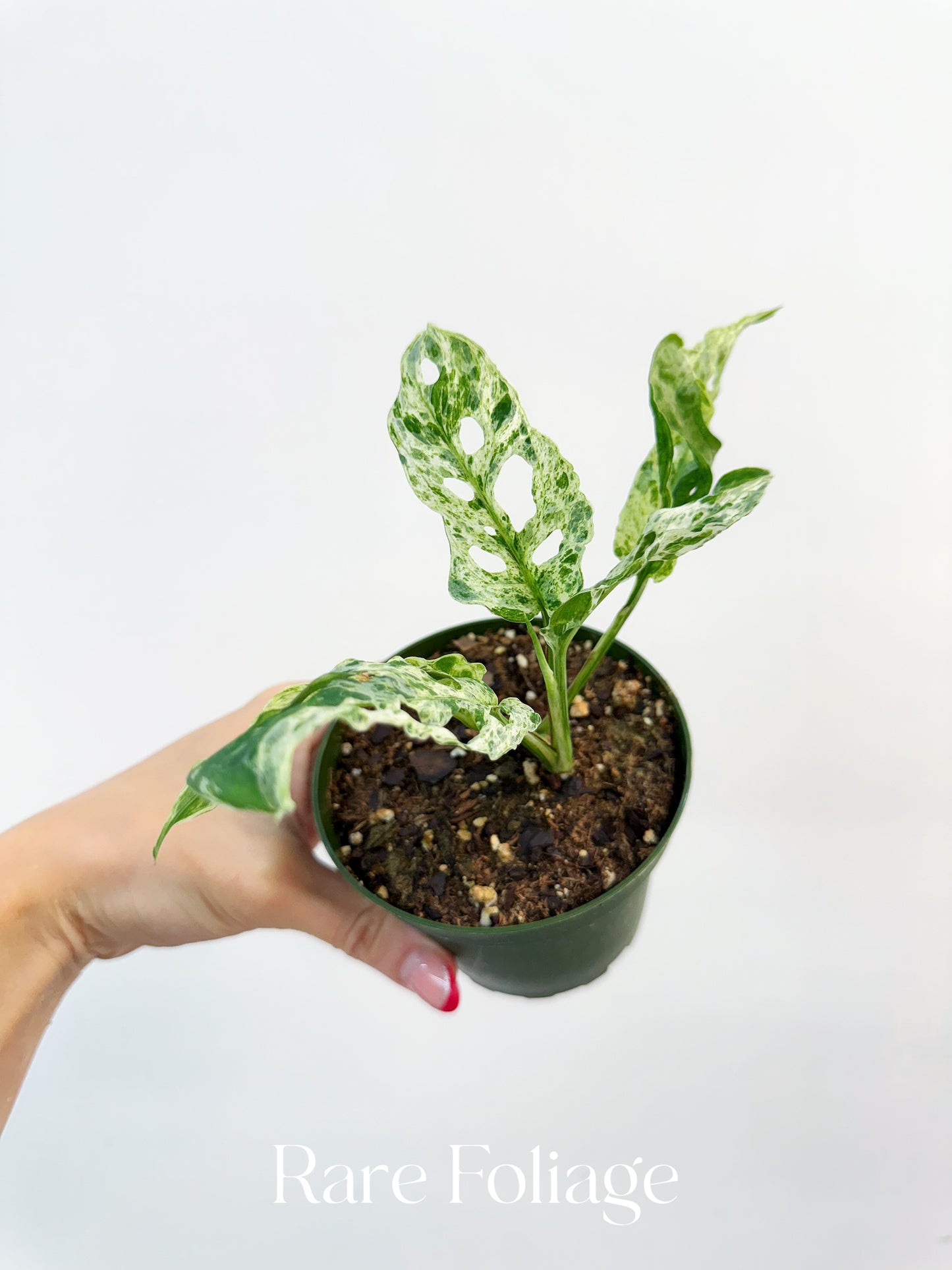 Monstera Adansonii Mottled Variegated 3”