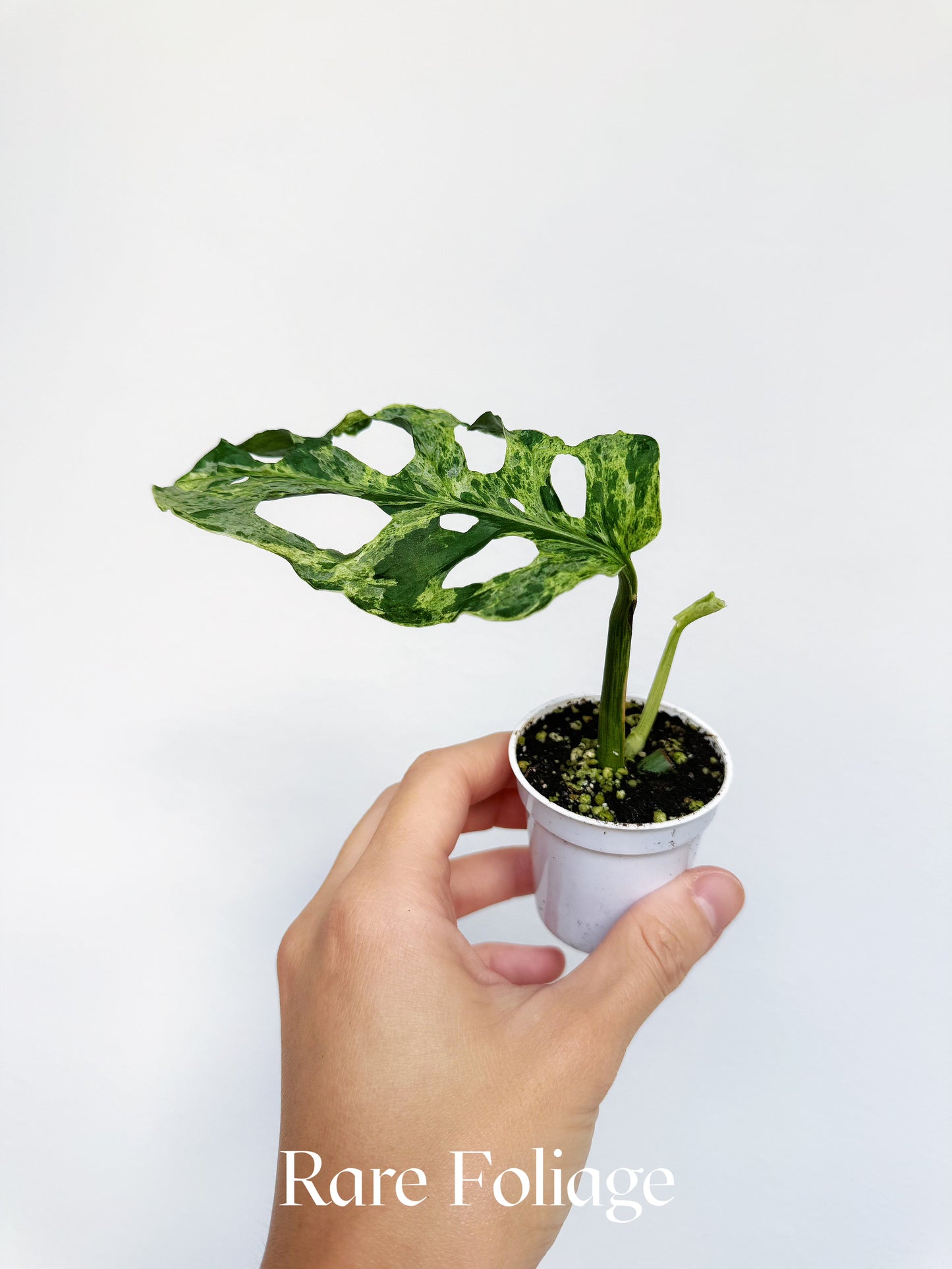 Monstera Adansonii Mottled Variegated 2"