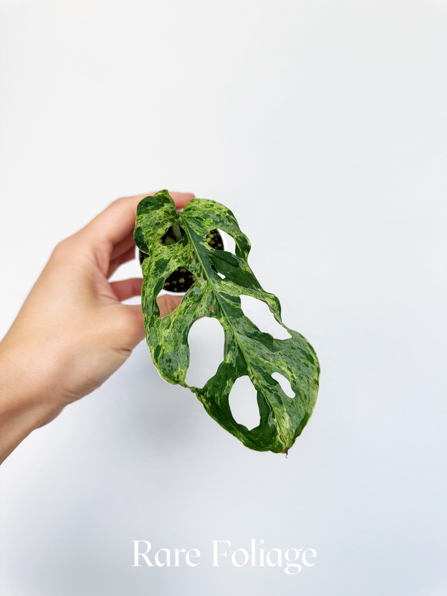 Monstera Adansonii Mottled Variegated 2"