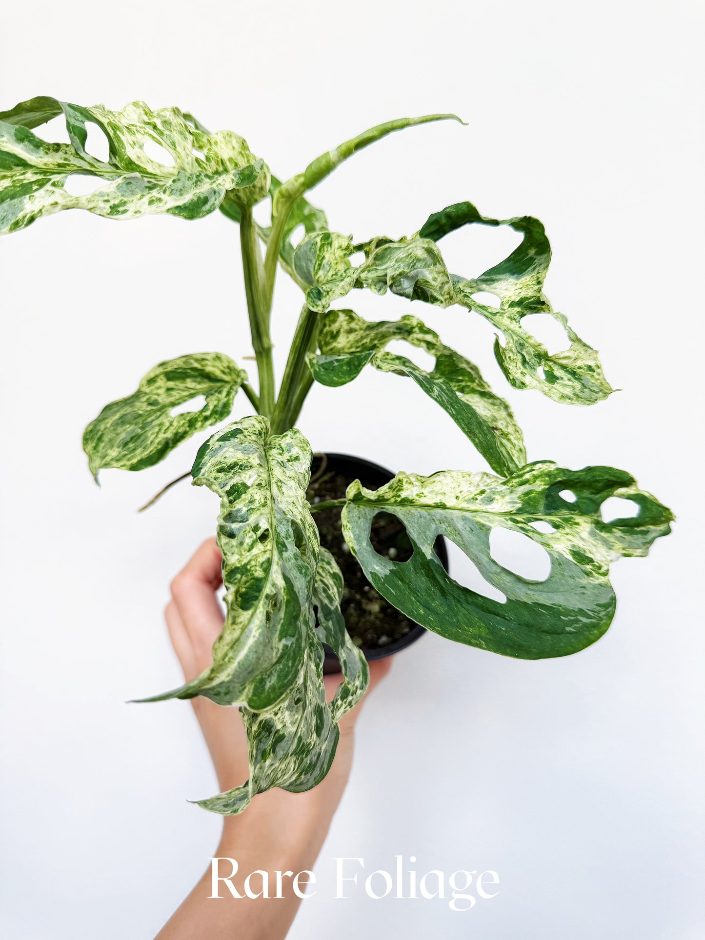 Monstera Adansonii Mottled Variegated 4”