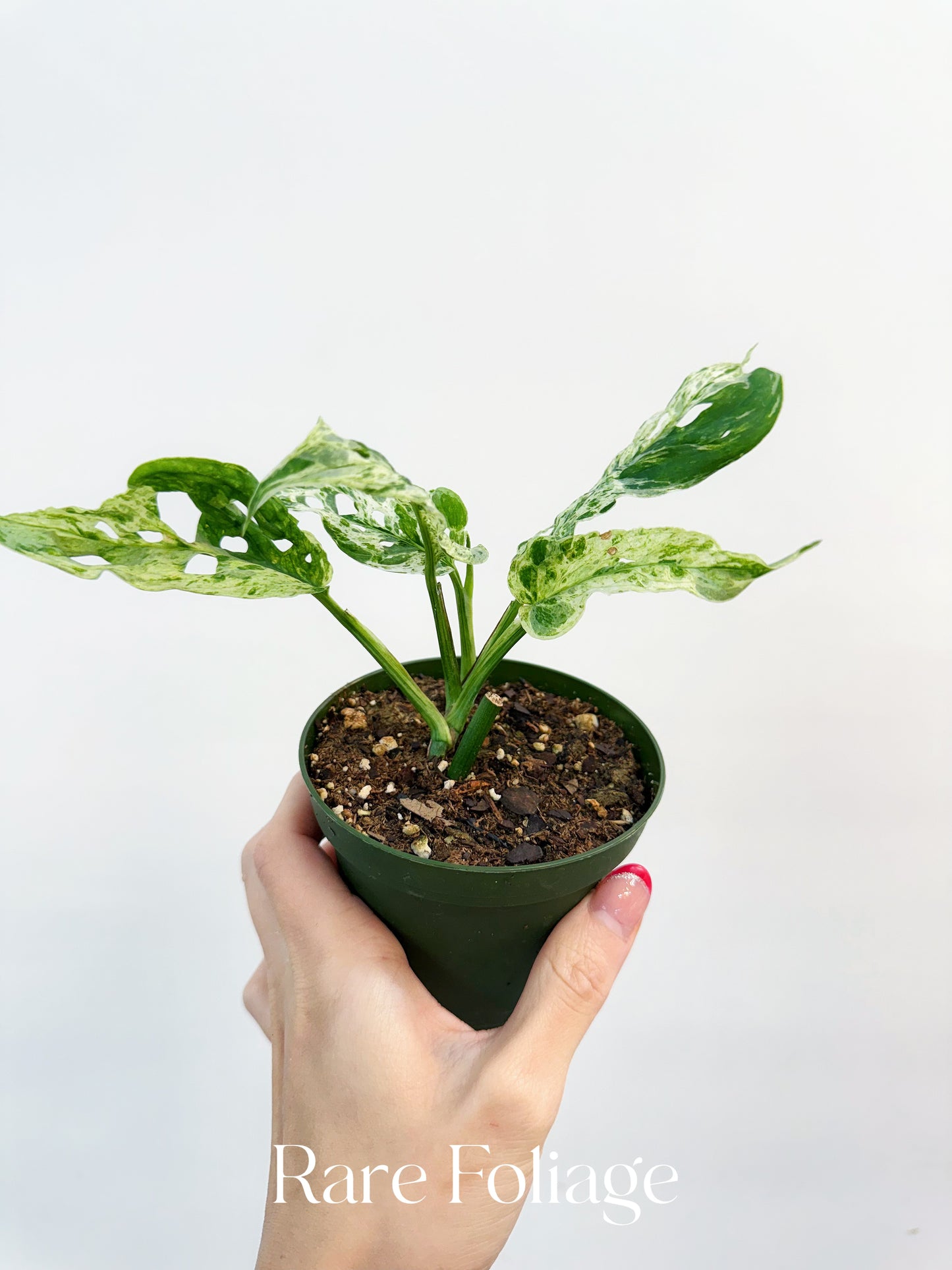 Monstera Adansonii Mottled Variegated 3”
