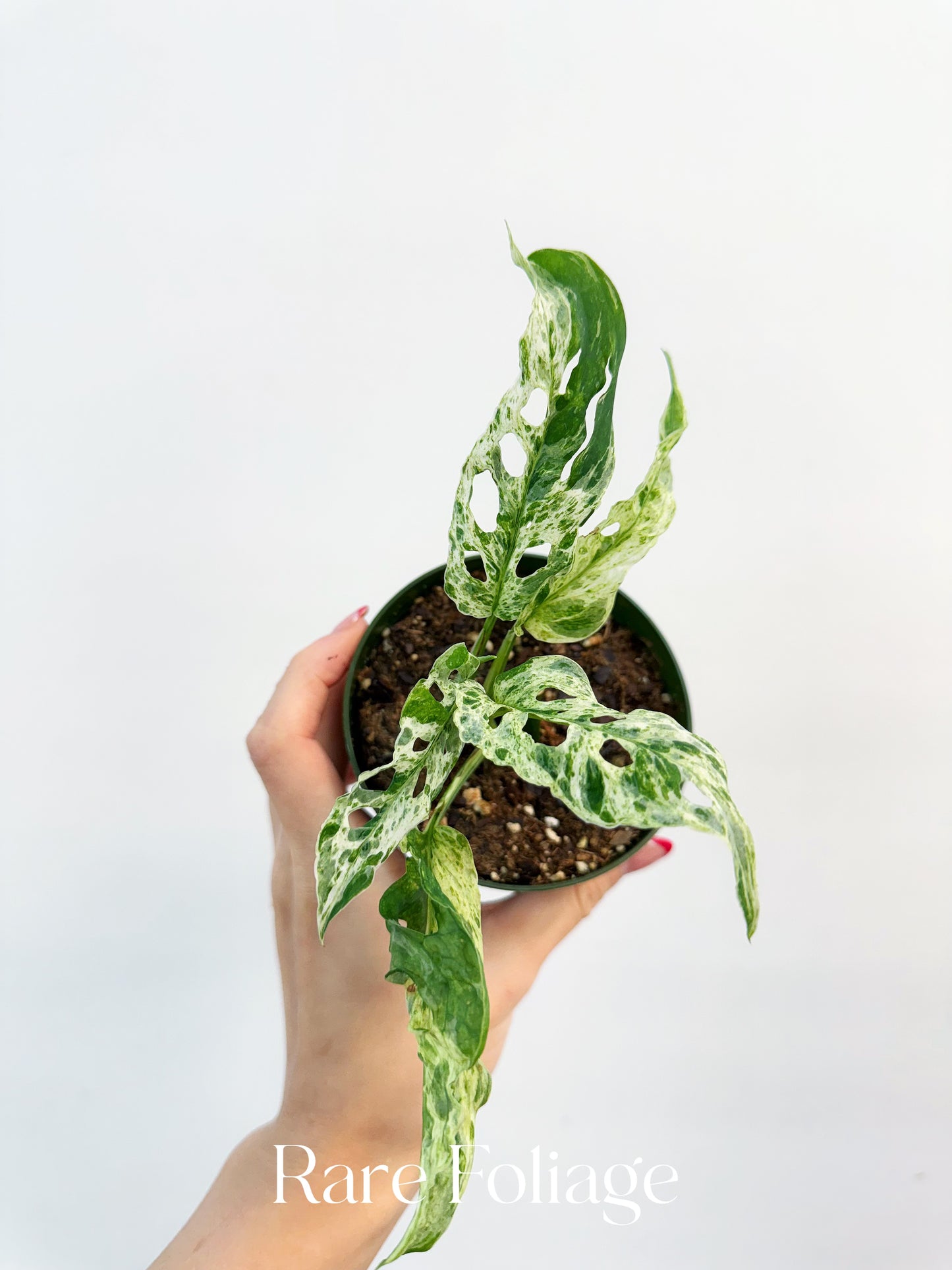 Monstera Adansonii Mottled Variegated 3”