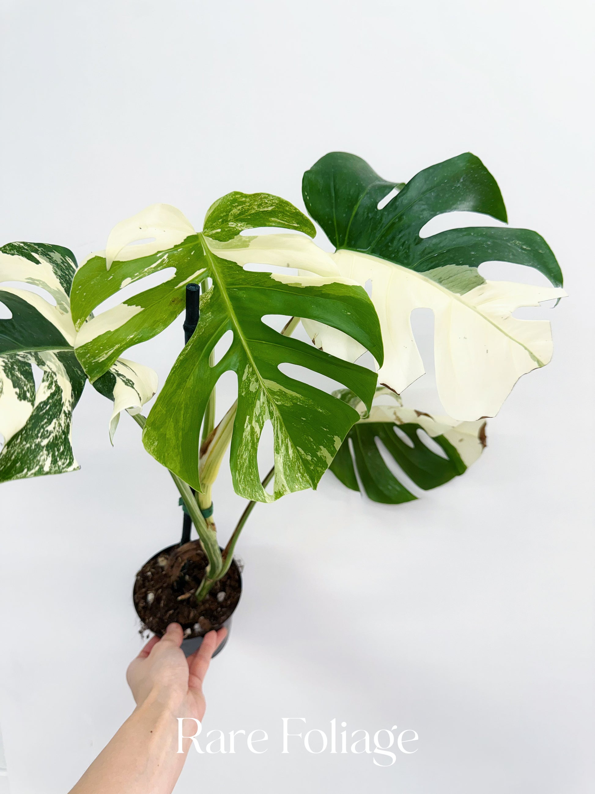 monstera deliciosa albo variegata live plant for sale Monstera Albo Full Plant 5”