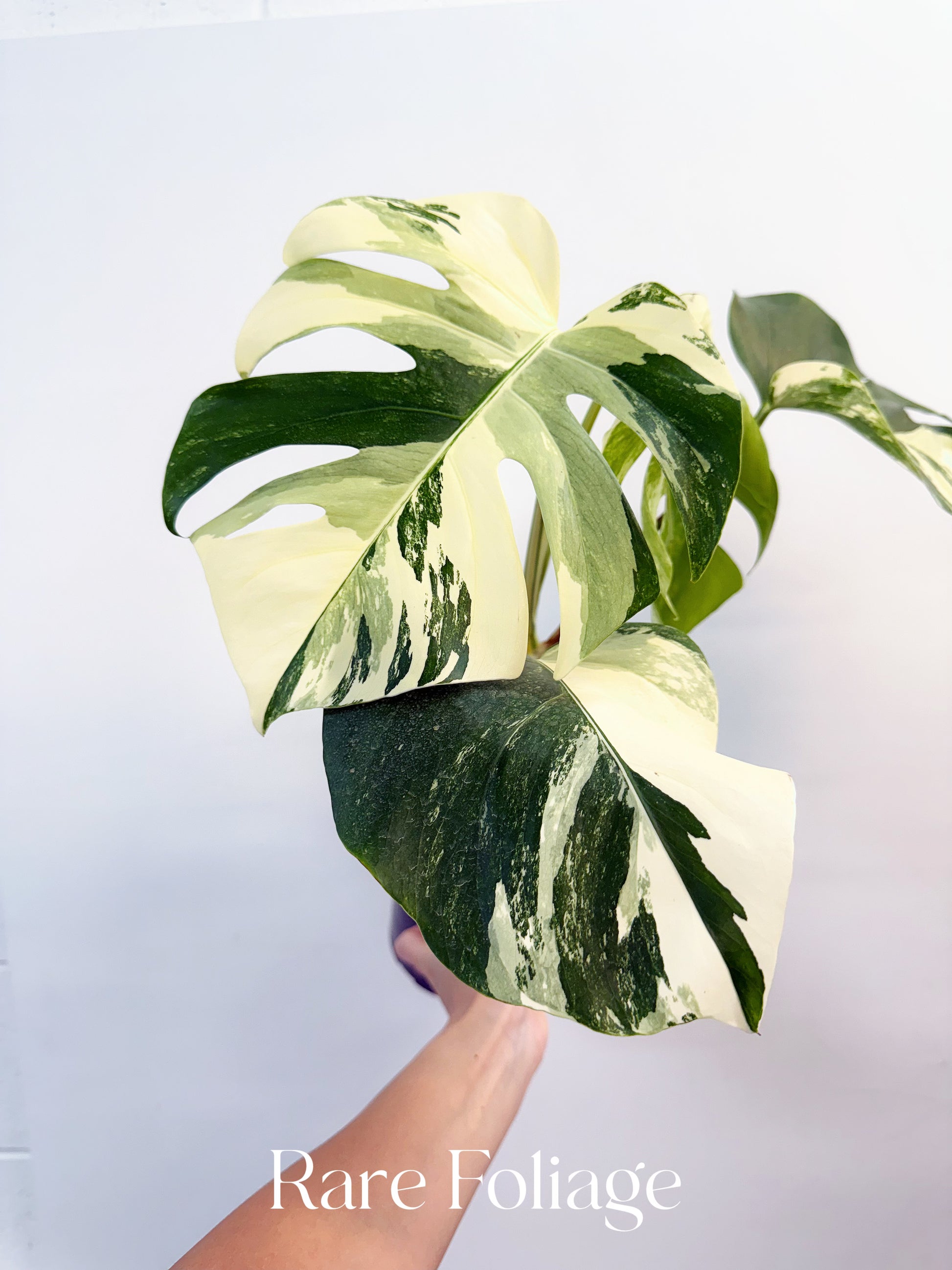 monstera deliciosa albo for sale Monstera Albo Full Plant 5” – Rare Foliage Plant Co